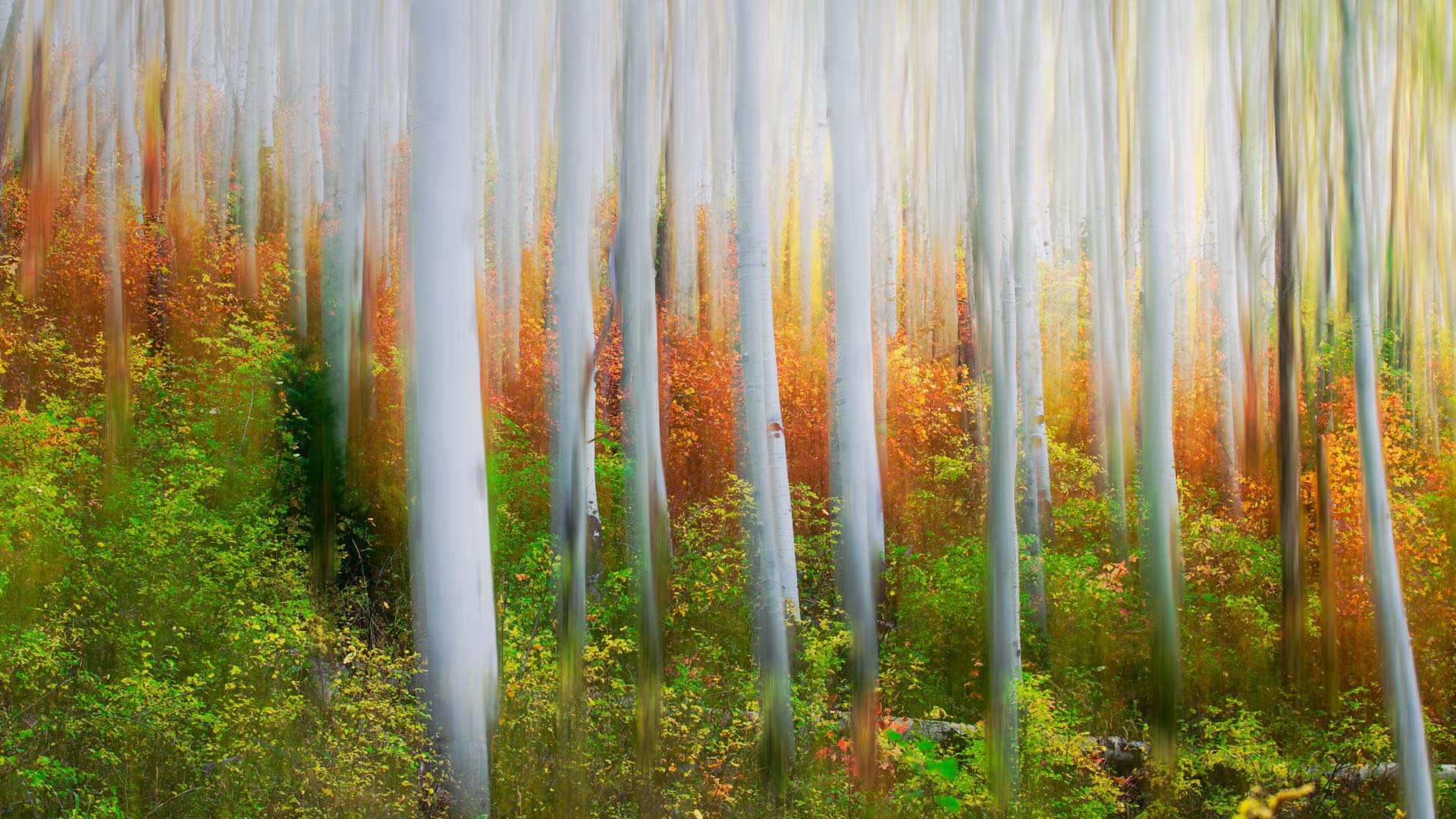 Baixe gratuitamente a imagem Natureza, Outono, Floresta, Bétula, Terra/natureza na área de trabalho do seu PC