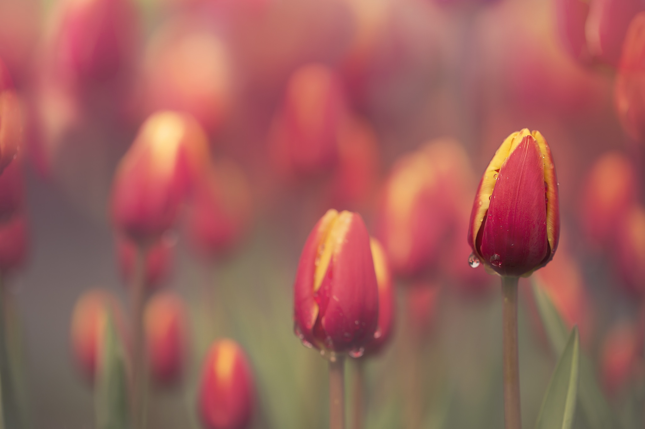 Download mobile wallpaper Nature, Flowers, Flower, Macro, Earth, Tulip, Red Flower for free.