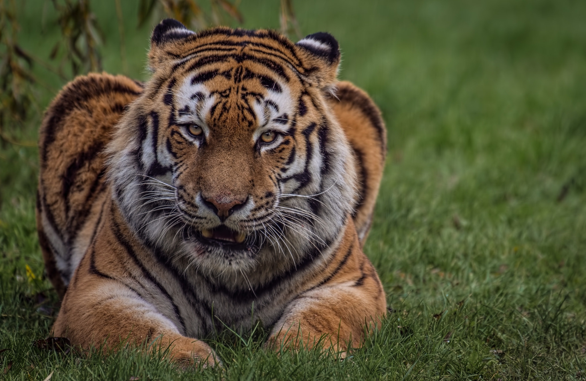 Baixe gratuitamente a imagem Animais, Gatos, Tigre, Olhar Fixamente na área de trabalho do seu PC