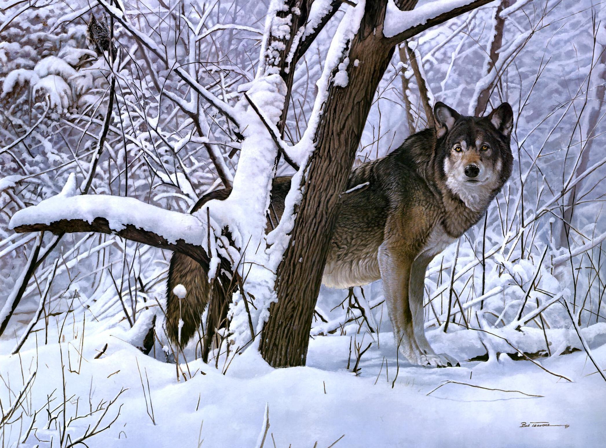PCデスクトップに動物, オオカミ, 狼画像を無料でダウンロード