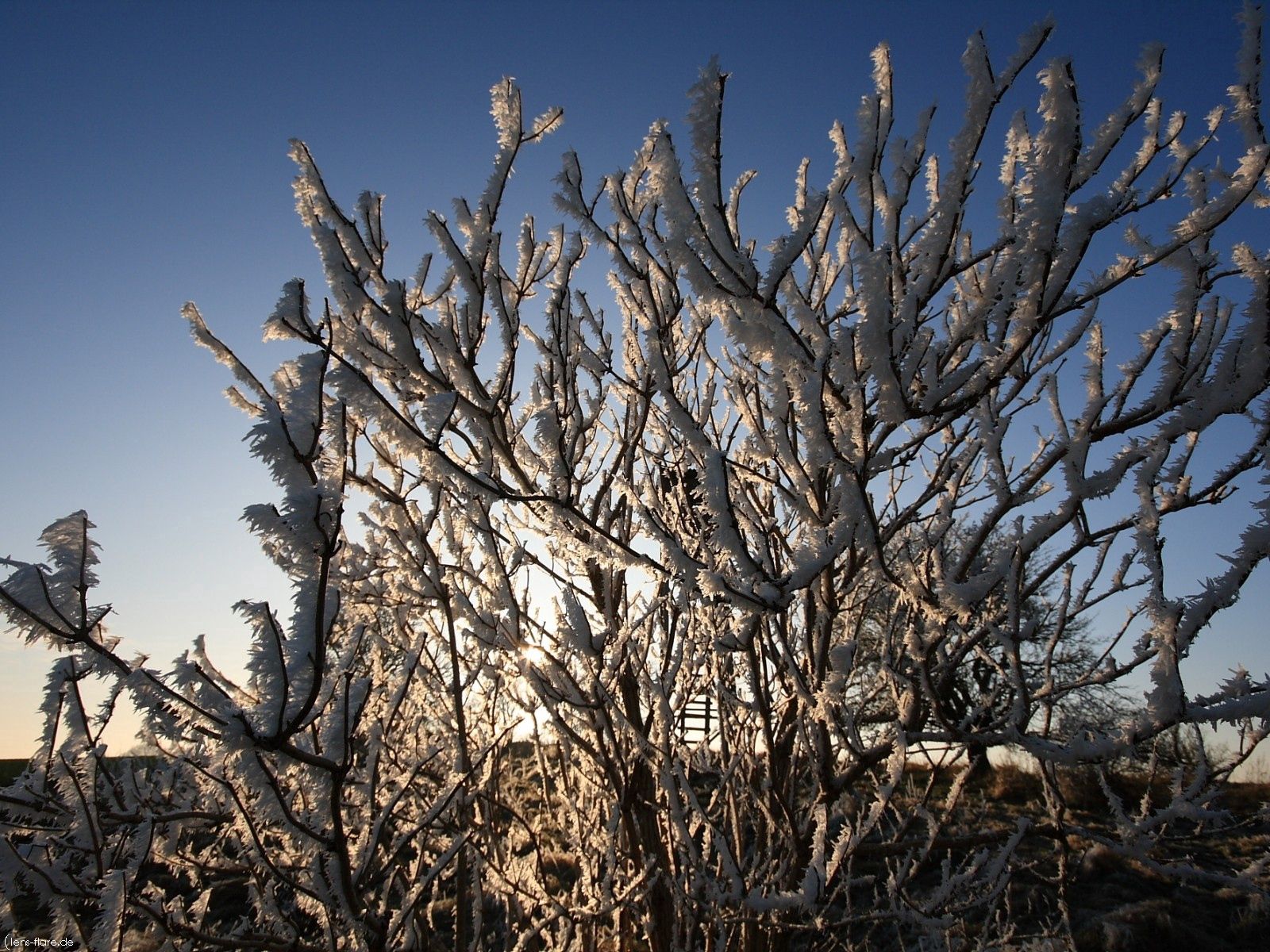 nature, bush, branches, frost, hoarfrost wallpapers for tablet