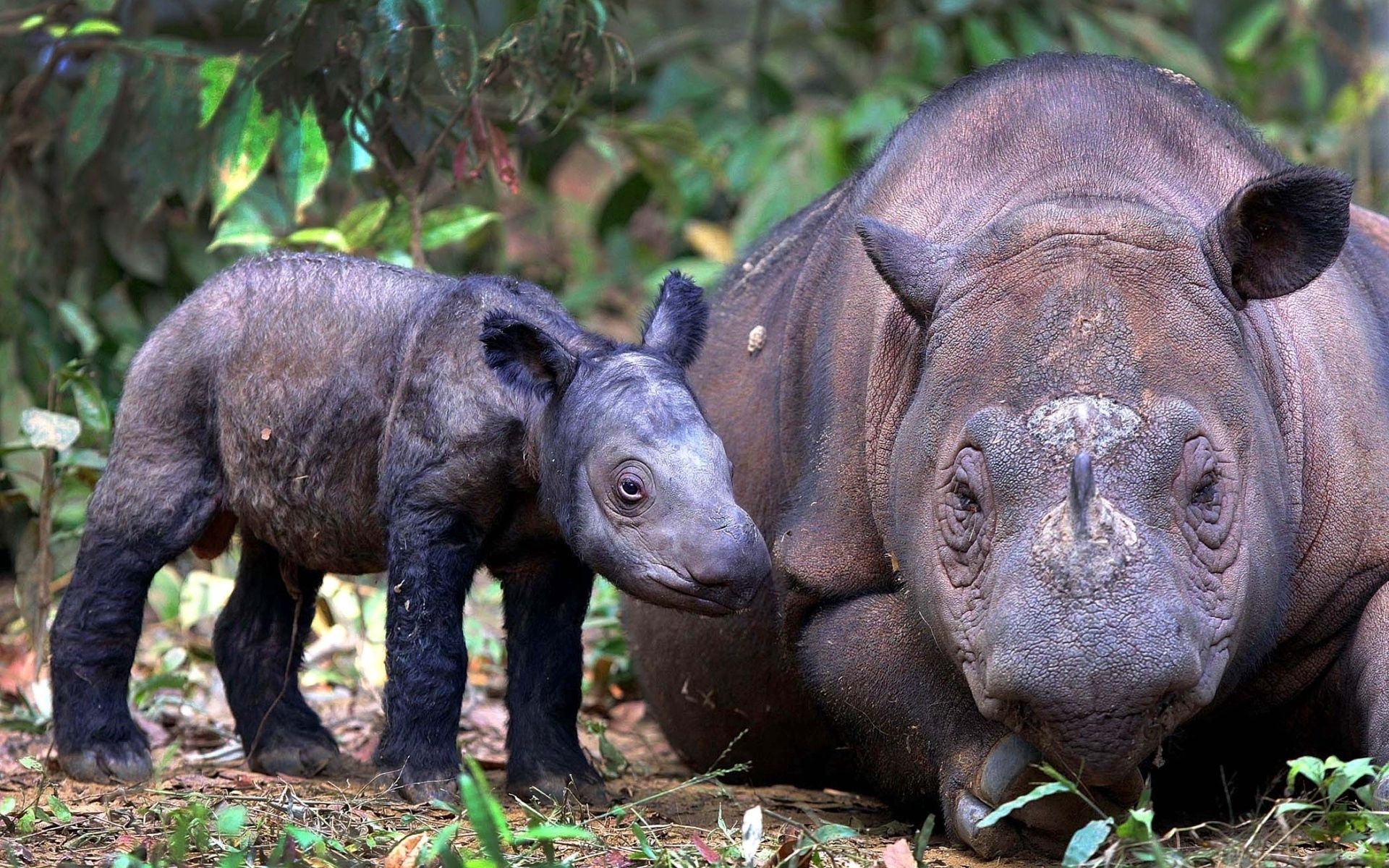 Скачать обои бесплатно Суматранский Носорог, Детеныш, Пара, Животные картинка на рабочий стол ПК