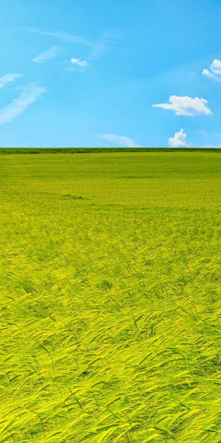 Download mobile wallpaper Field, Earth for free.