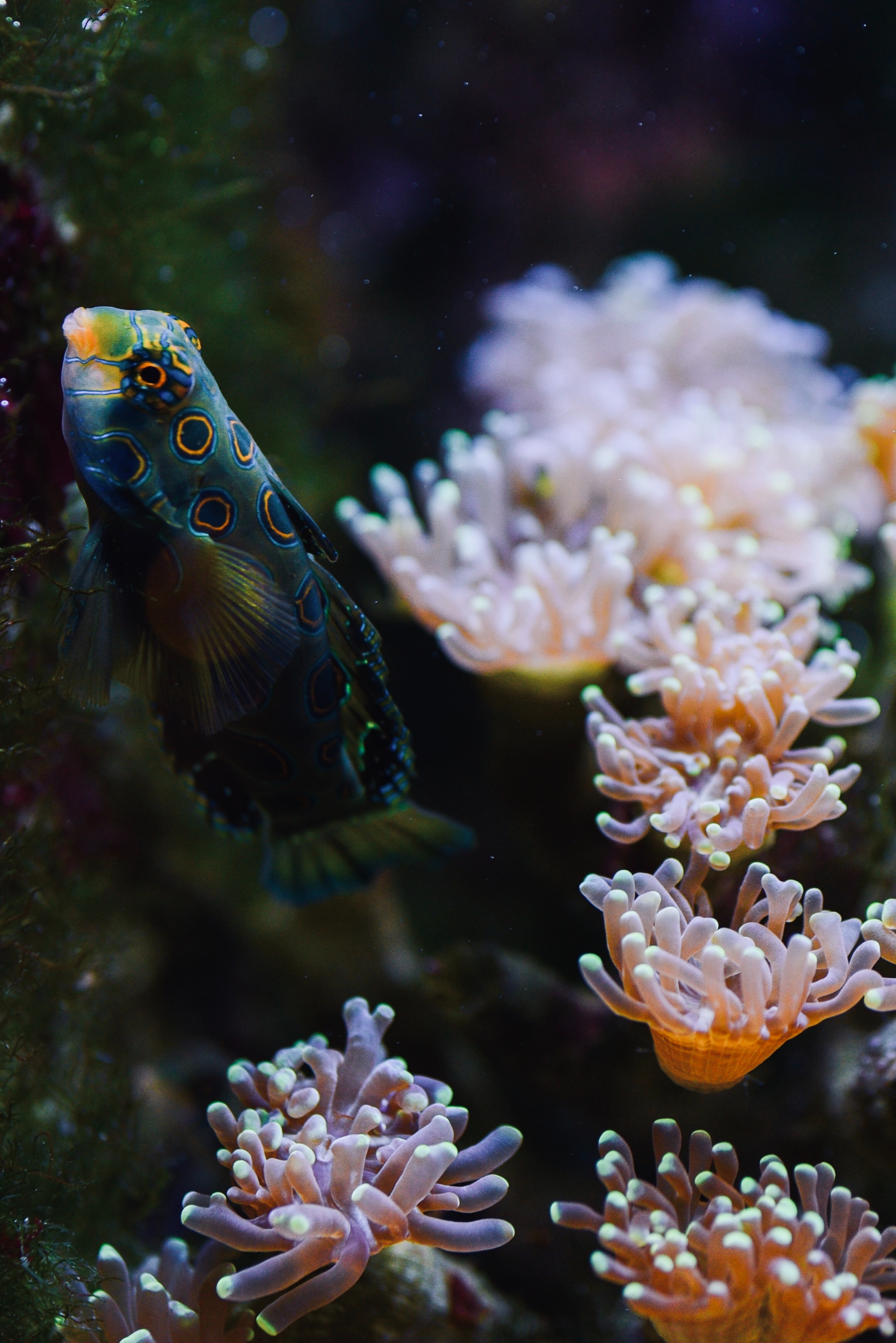 Baixe gratuitamente a imagem Animais, Água, Coral, Aquário, Um Peixe, Peixe na área de trabalho do seu PC