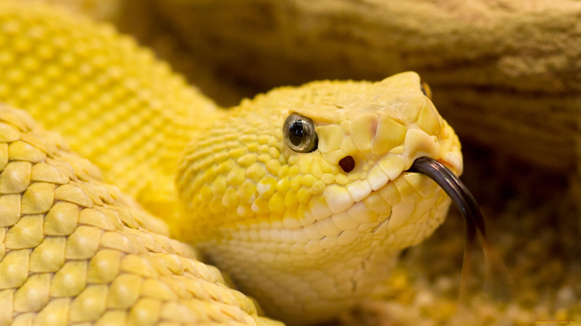 Descarga gratuita de fondo de pantalla para móvil de Serpiente, Reptiles, Animales.