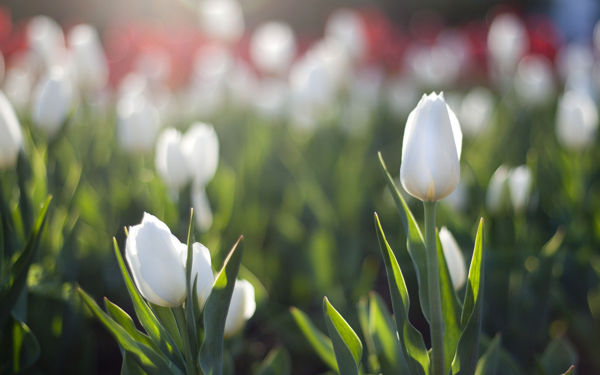 Téléchargez gratuitement l'image Fleurs, Fleur, Tulipe, Terre/nature sur le bureau de votre PC