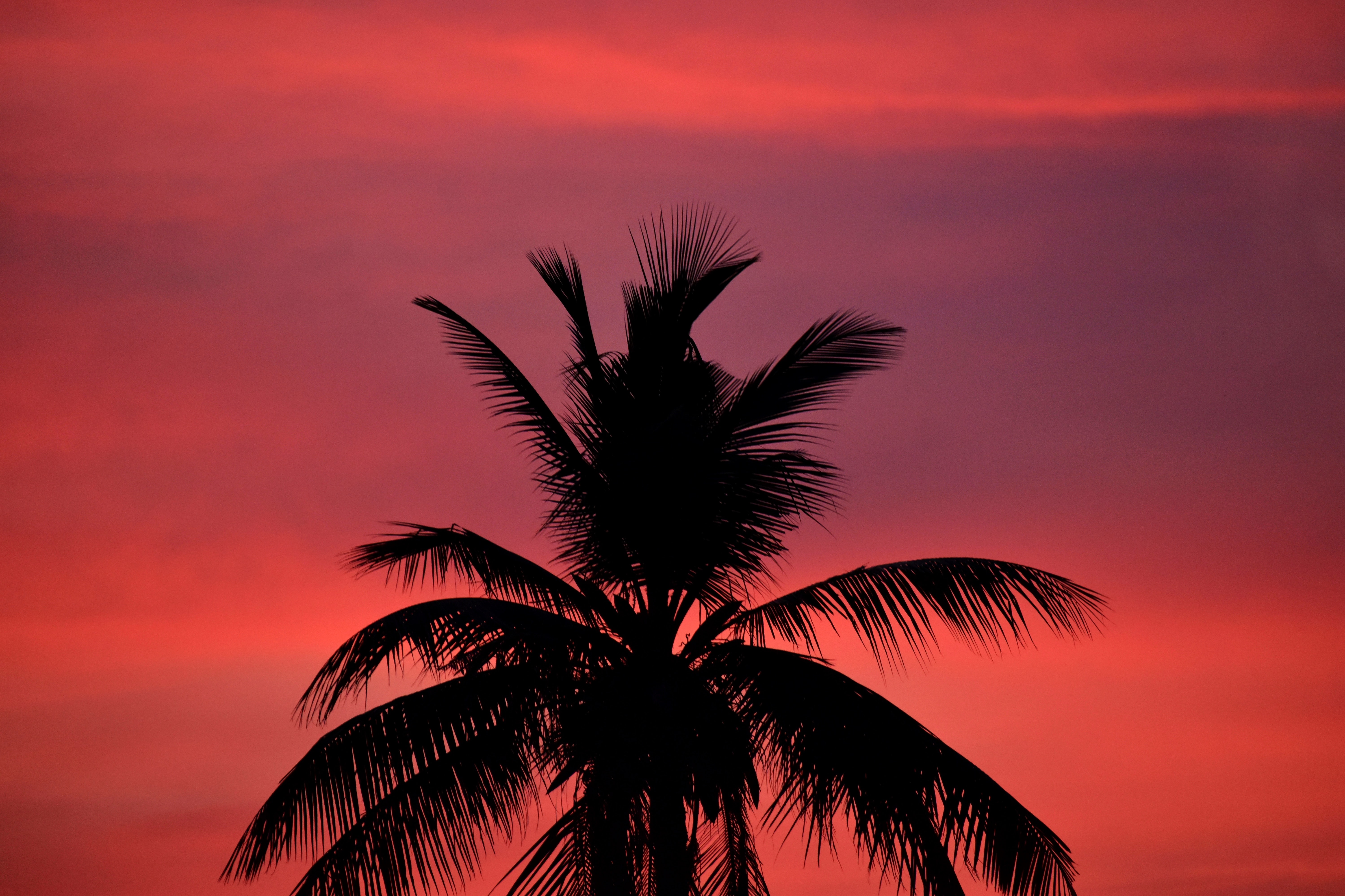 Download mobile wallpaper Sky, Palm, Sunset, Silhouette, Dark for free.