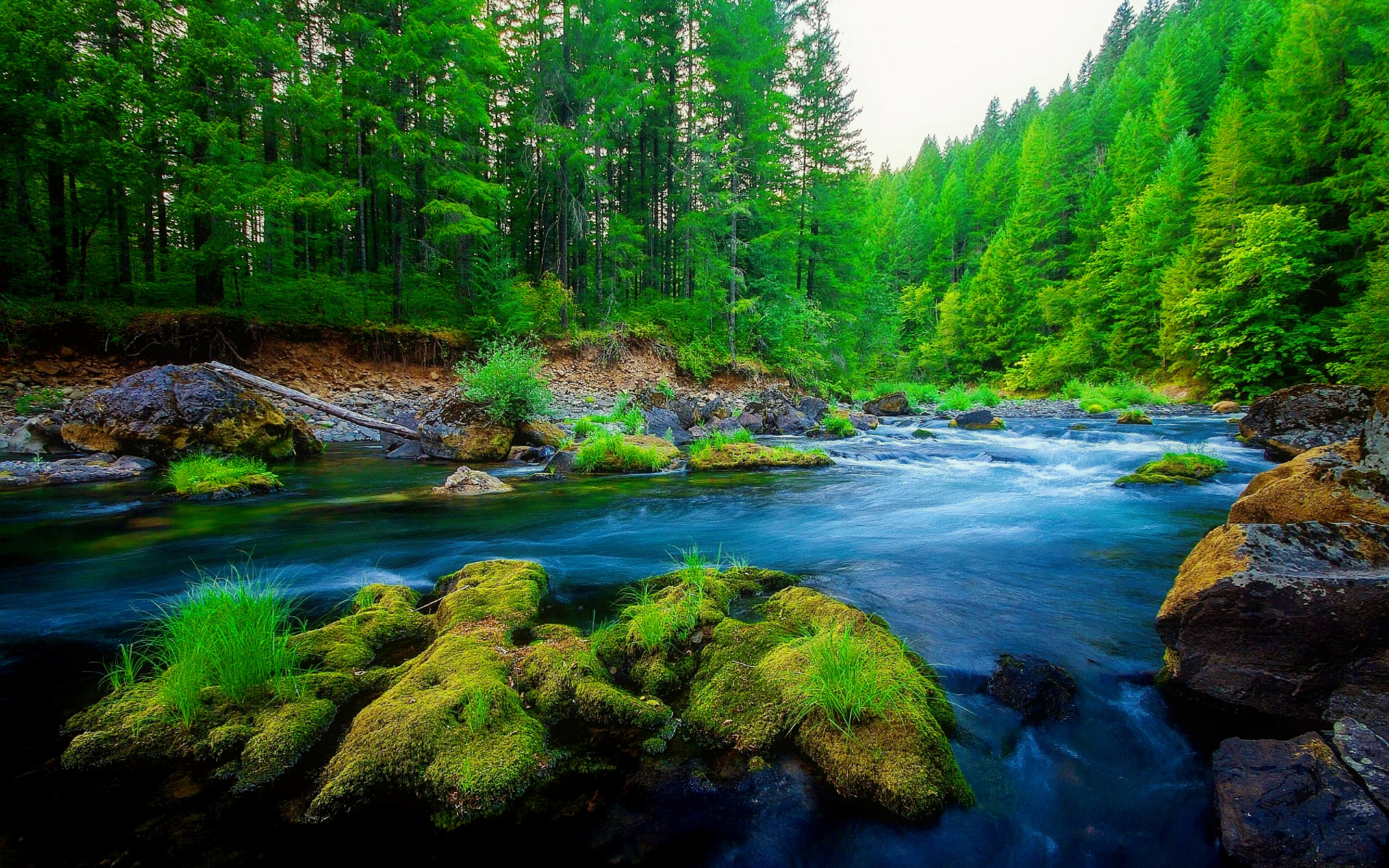 Скачать картинку Река, Лес, Дерево, Зеленый, Мох, Земля/природа в телефон бесплатно.