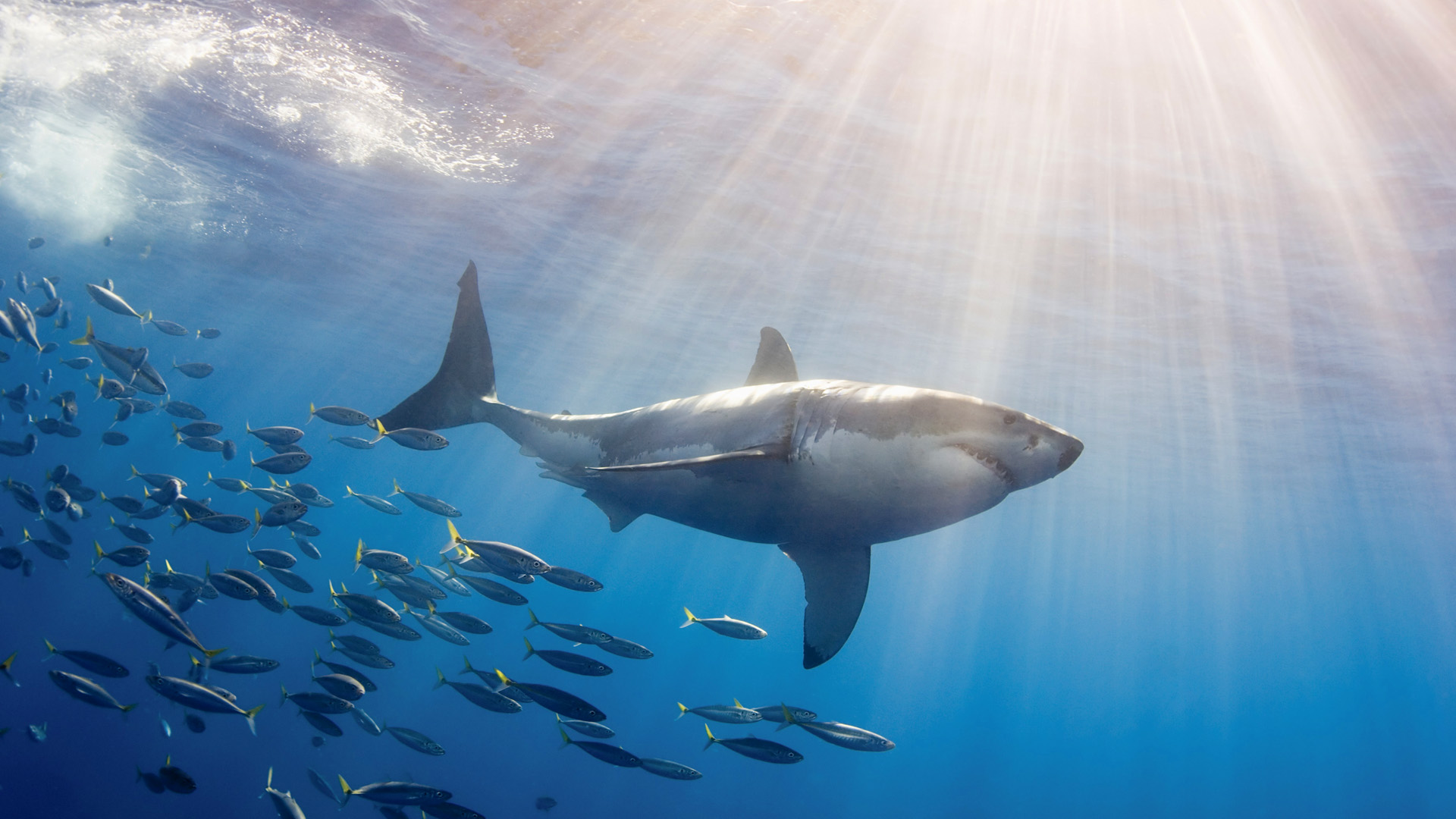 287307 télécharger l'image animaux, requin, les requins - fonds d'écran et économiseurs d'écran gratuits
