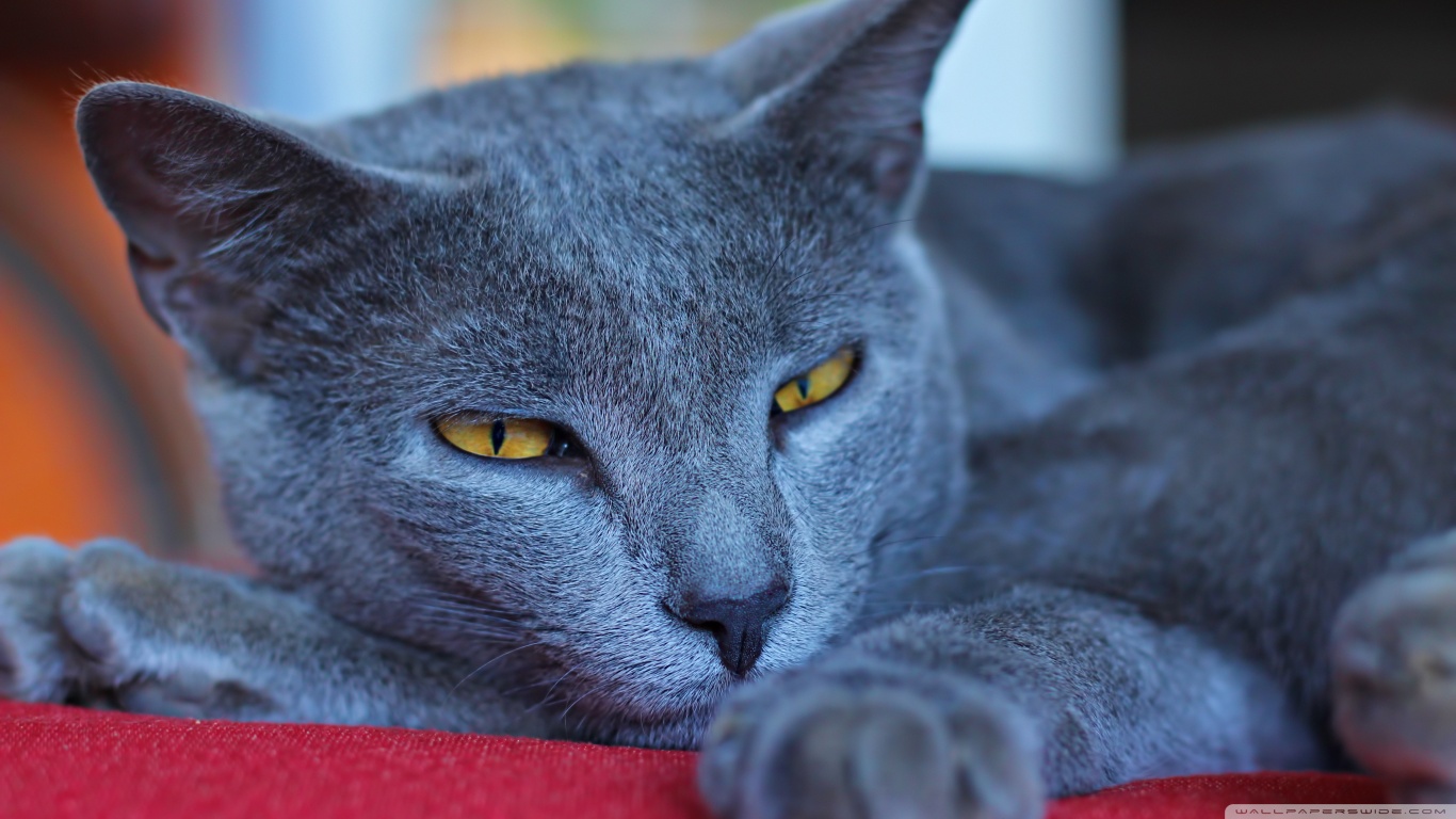 Baixe gratuitamente a imagem Animais, Gatos, Gato na área de trabalho do seu PC