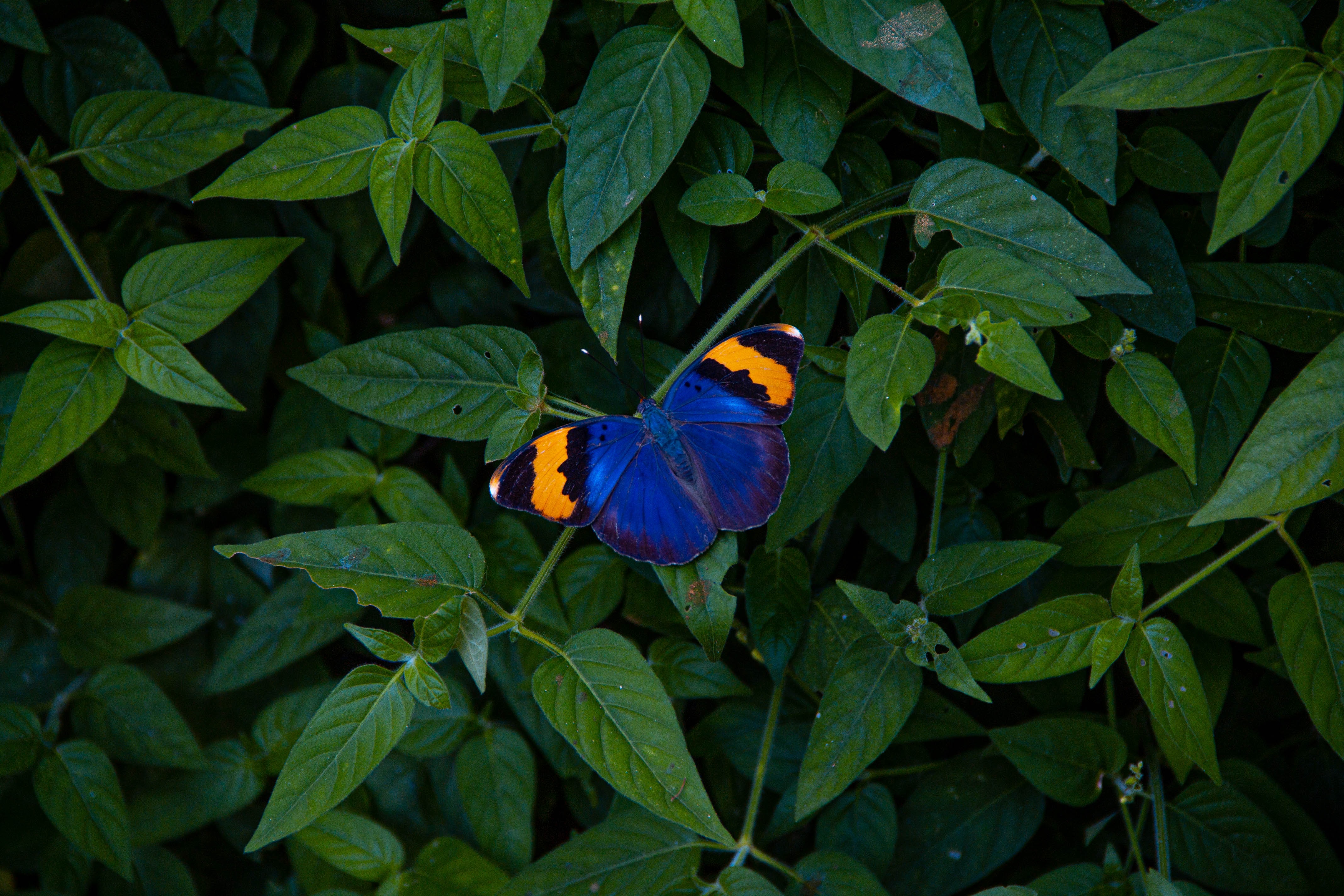 98071 скачать картинку бабочка, листья, животные, разноцветный, крылья - обои и заставки бесплатно