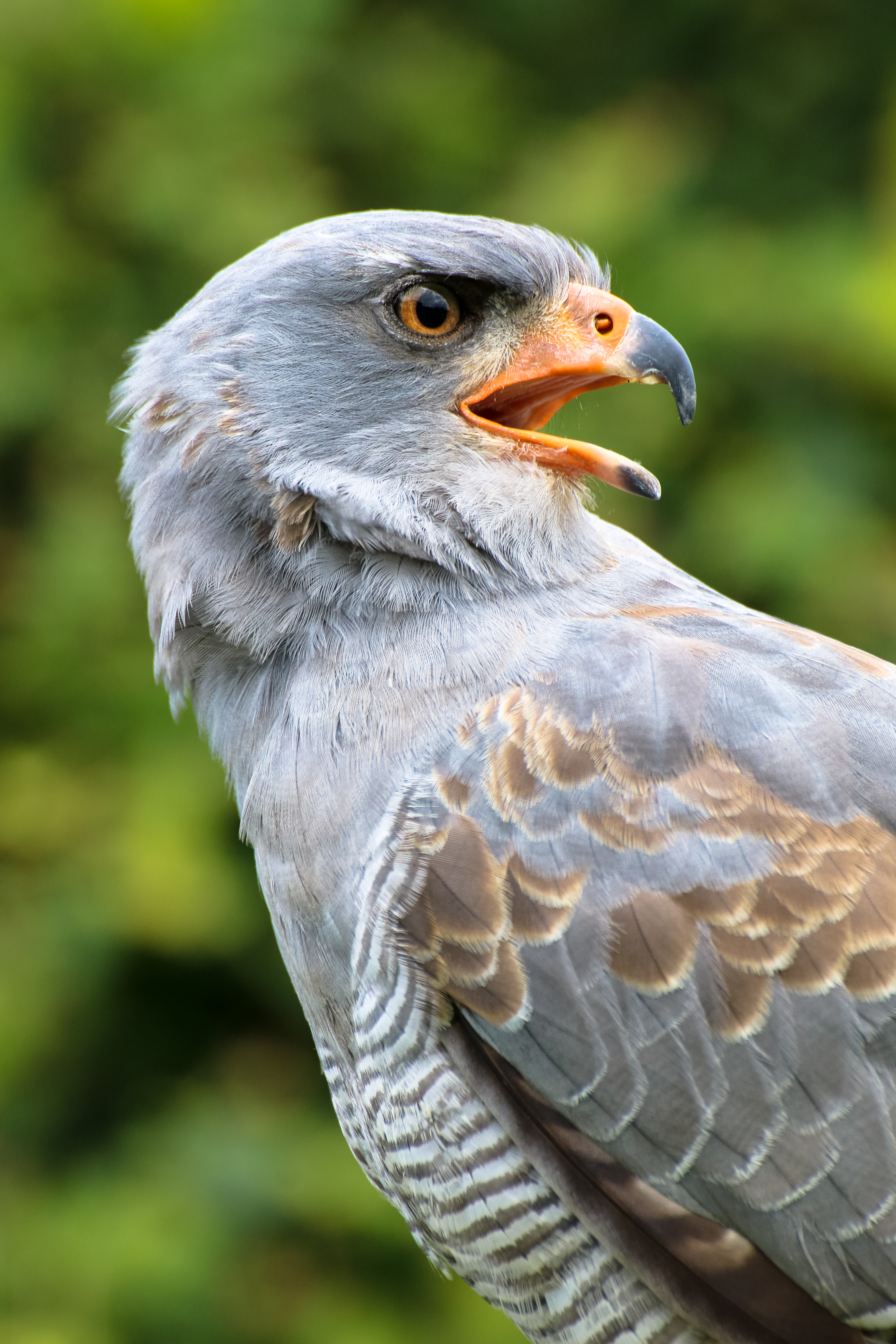 Horizontal Wallpaper eagle, animals, feather, bird, beak, predator