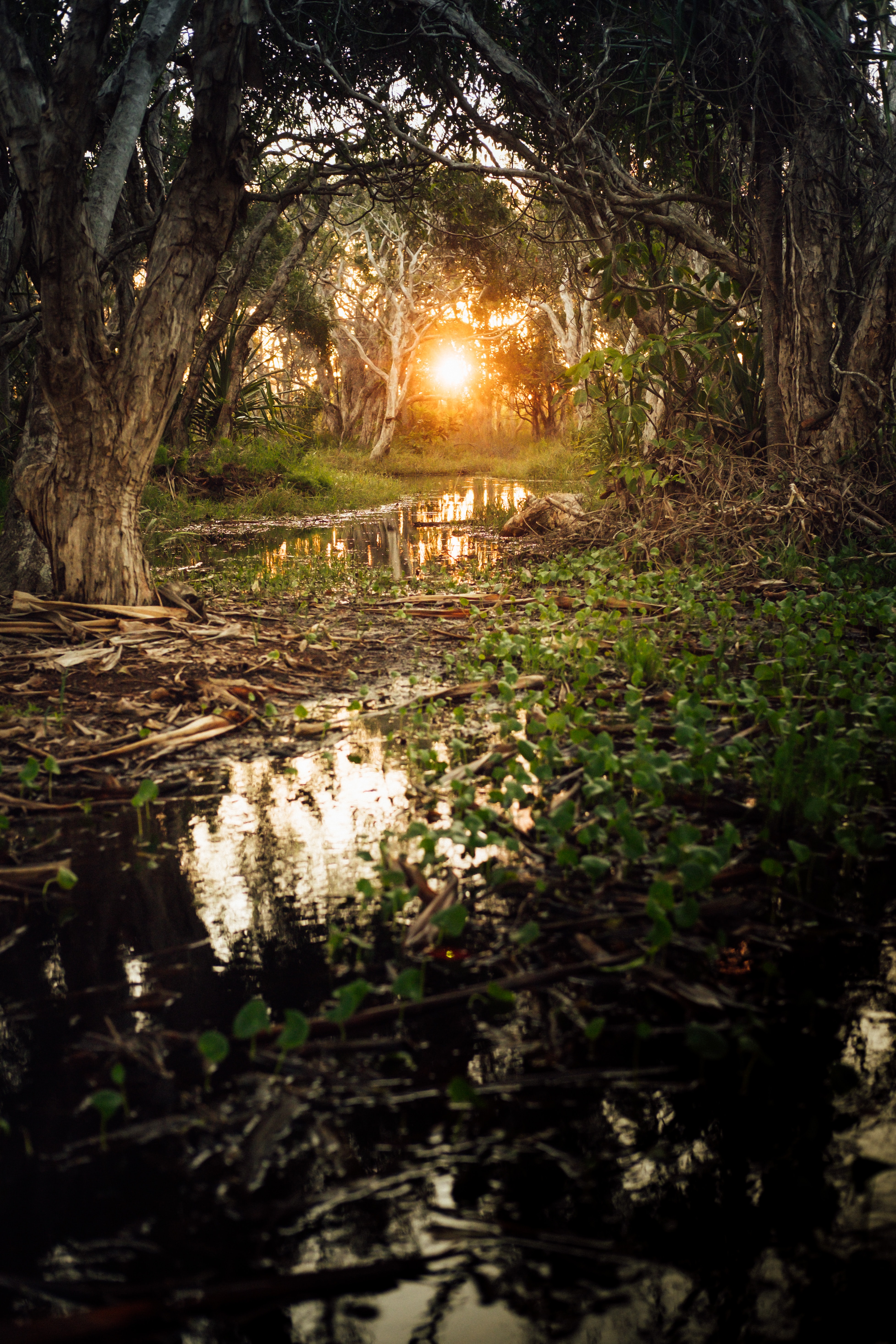 Laden Sie das Natur, Sun, Wald, Flüsse-Bild kostenlos auf Ihren PC-Desktop herunter