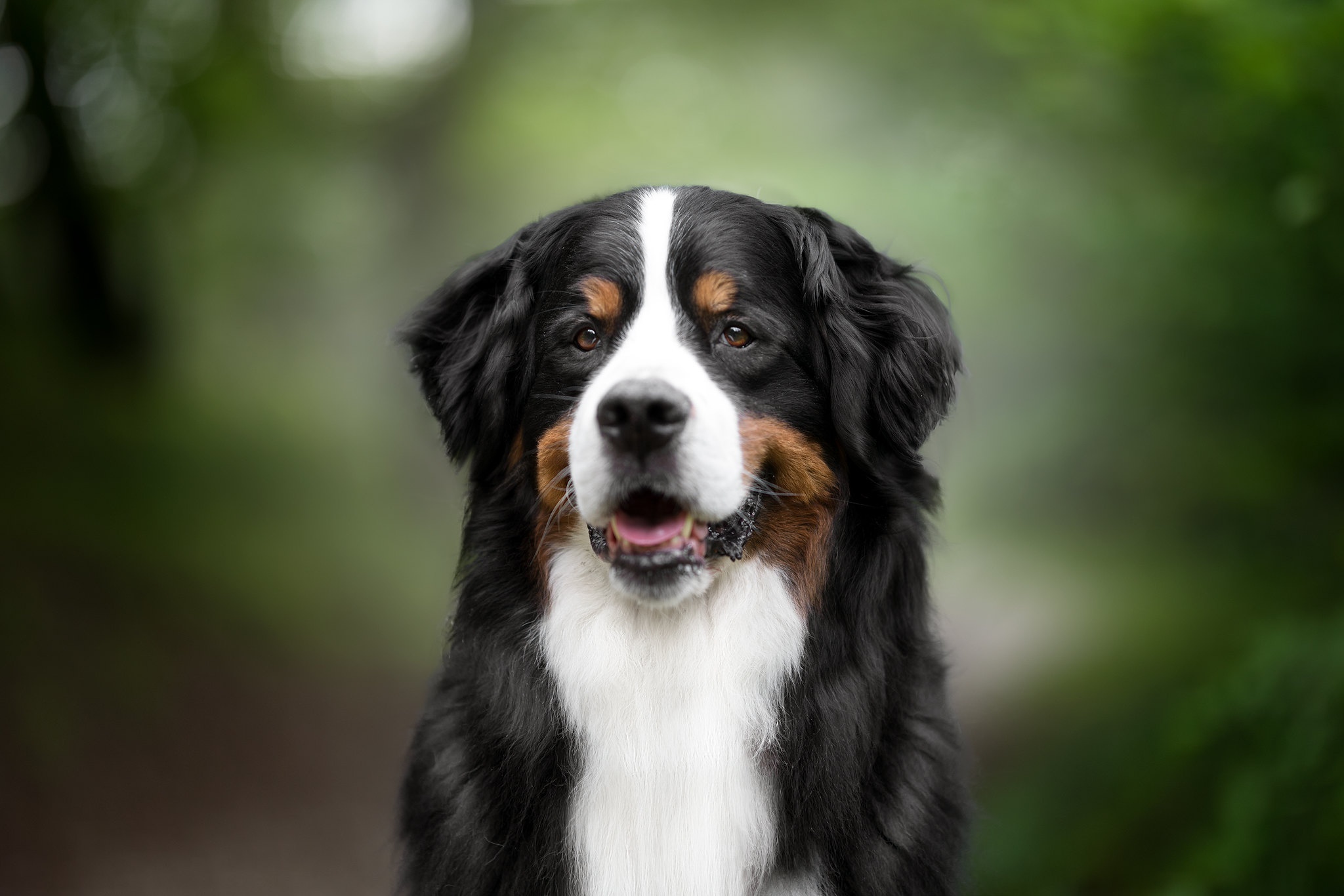 Free download wallpaper Dogs, Dog, Animal, Bernese Mountain Dog on your PC desktop