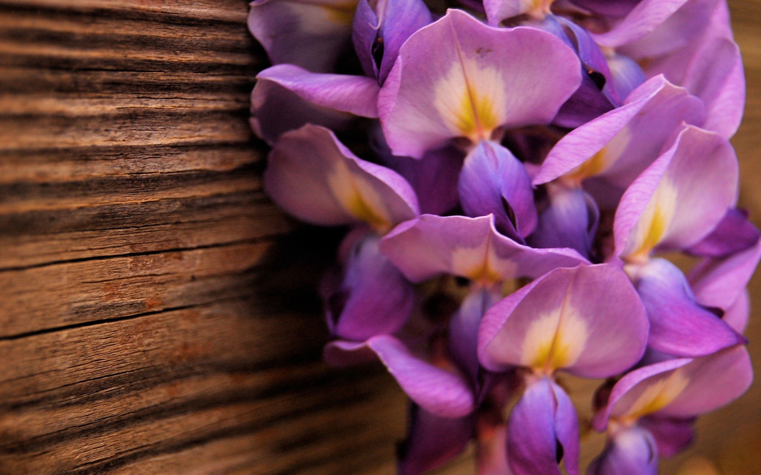 Download mobile wallpaper Flowers, Macro, Petals, Lilac for free.