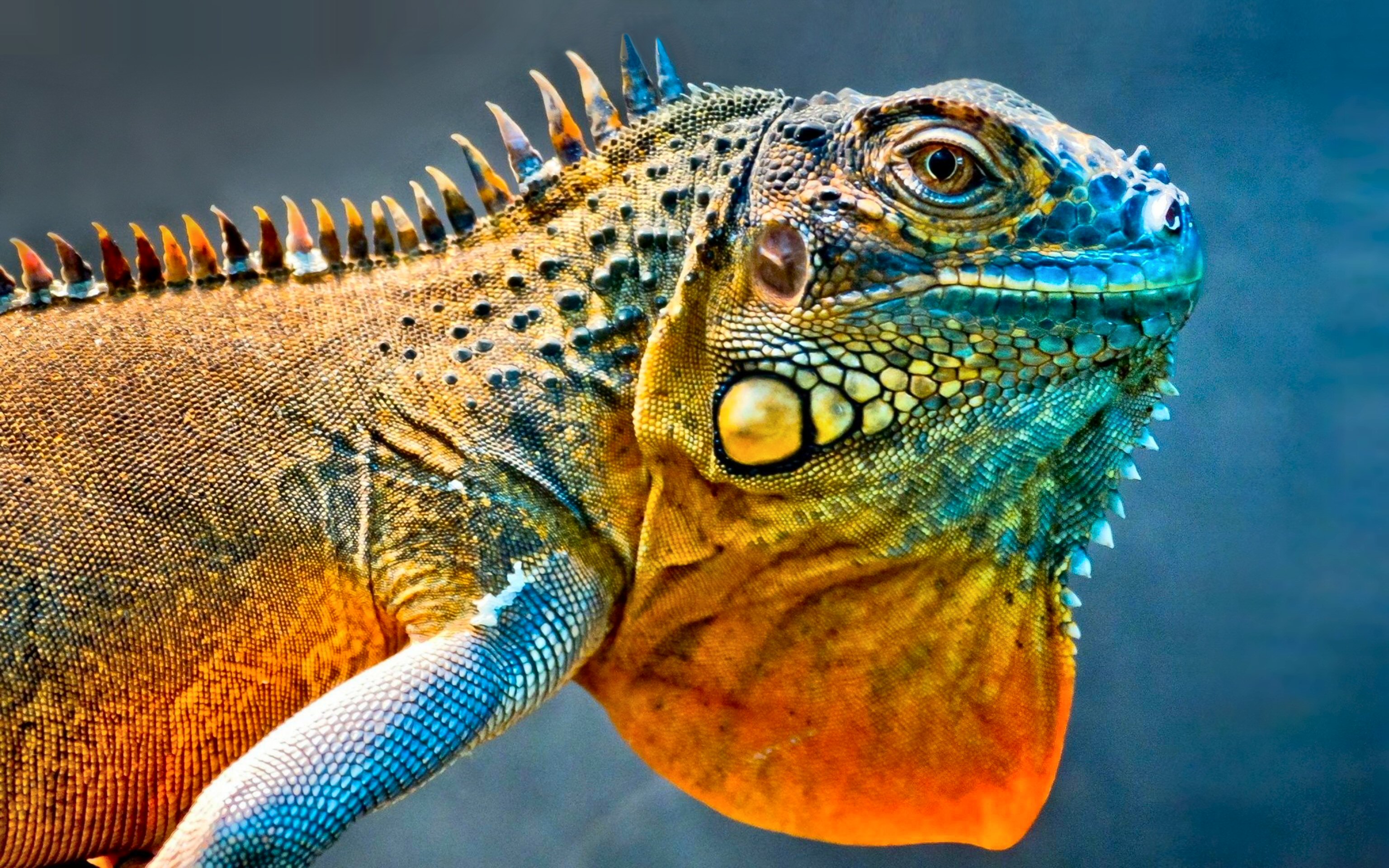 274504 descargar fondo de pantalla animales, iguana, vistoso, lagarto, reptiles: protectores de pantalla e imágenes gratis