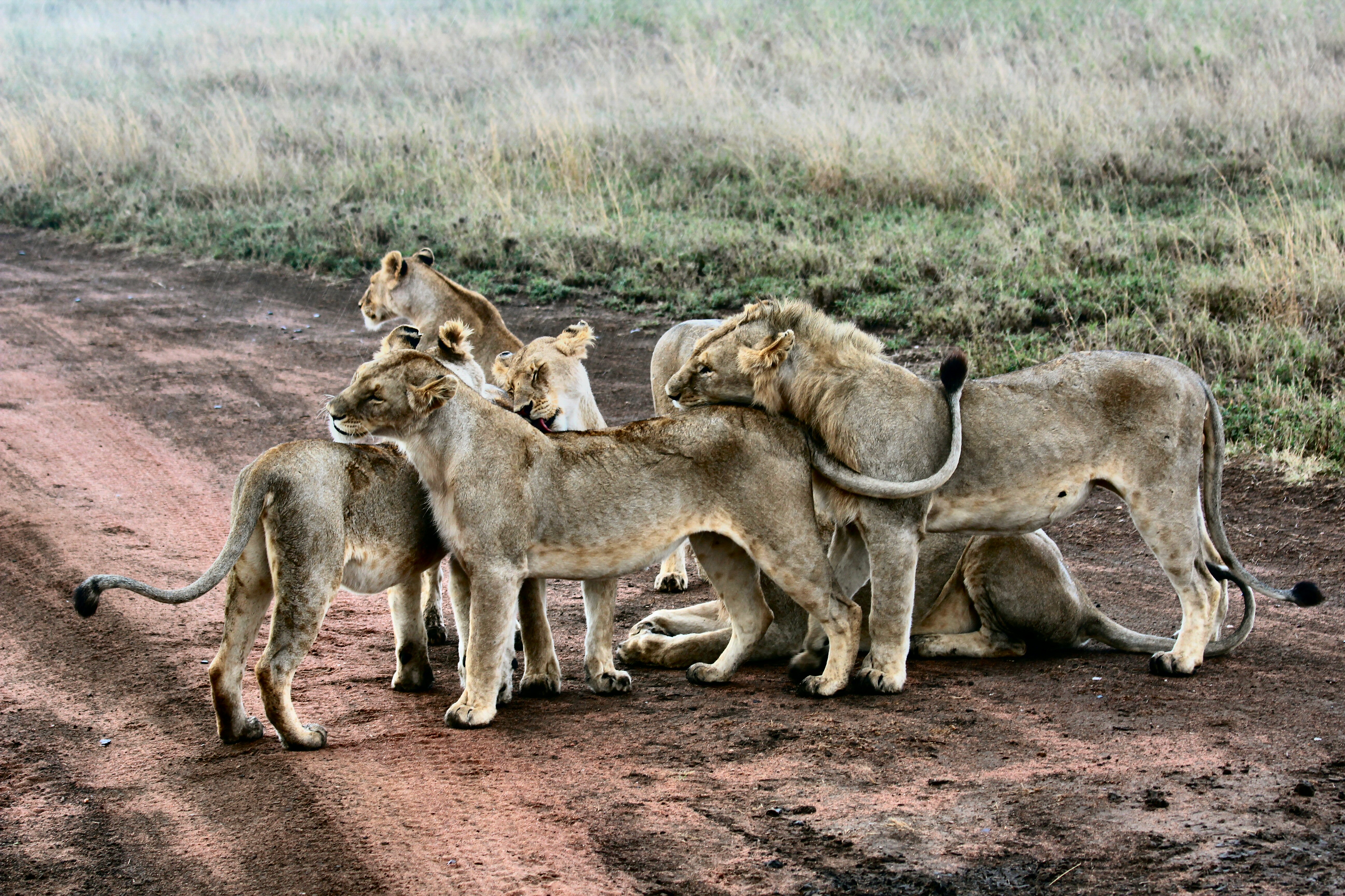 Free download wallpaper Cats, Lion, Animal on your PC desktop