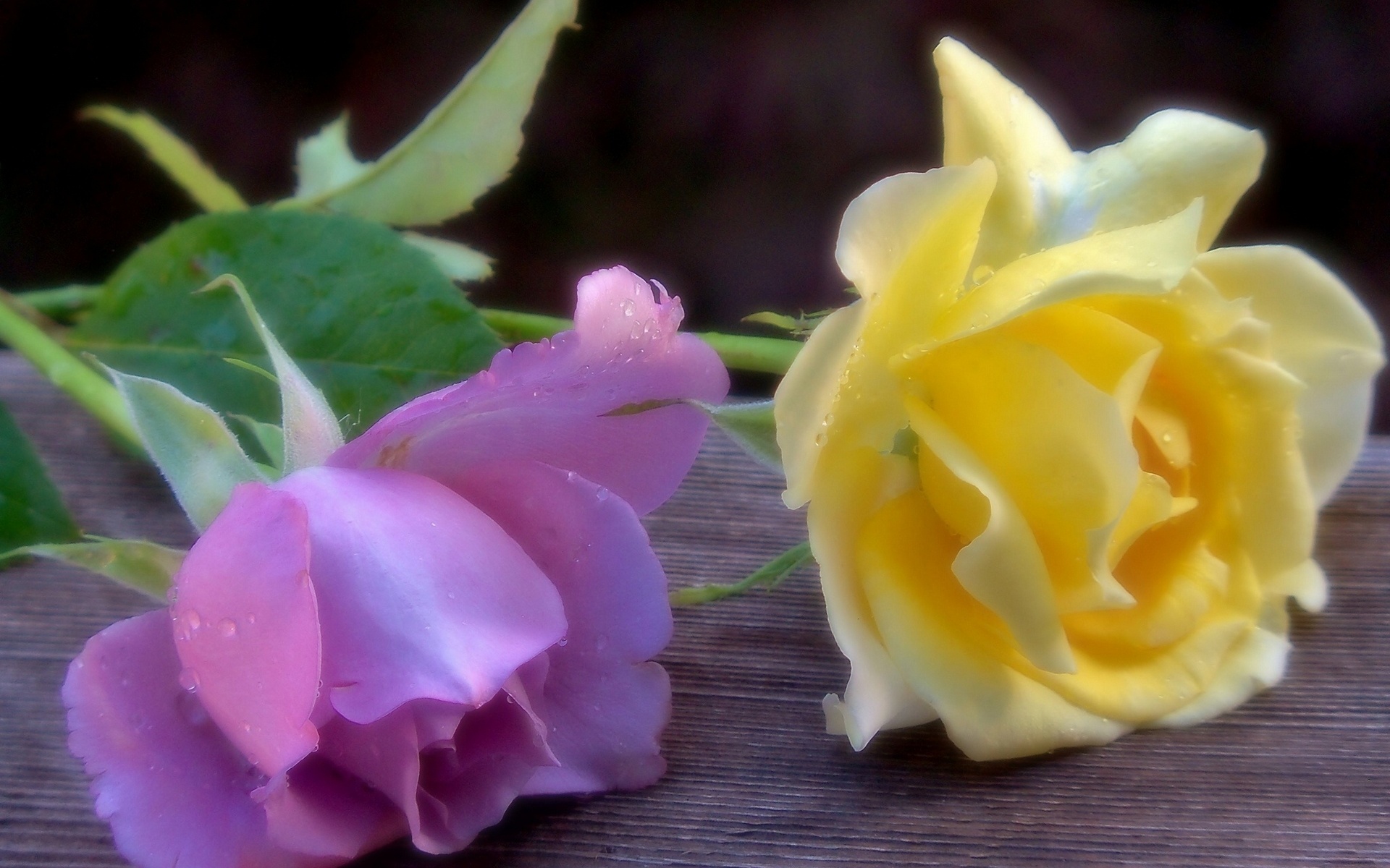 Téléchargez gratuitement l'image Fleurs, Rose, Terre/nature sur le bureau de votre PC