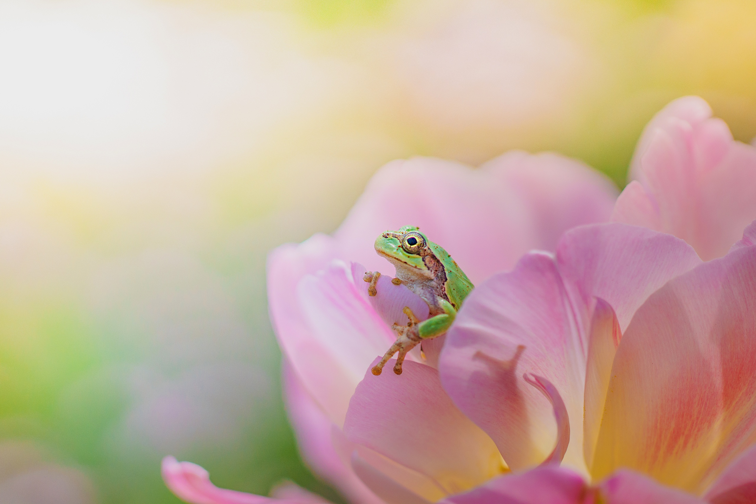 Laden Sie das Tiere, Frösche, Blume, Makro, Frosch, Amphibie, Pinke Blume-Bild kostenlos auf Ihren PC-Desktop herunter