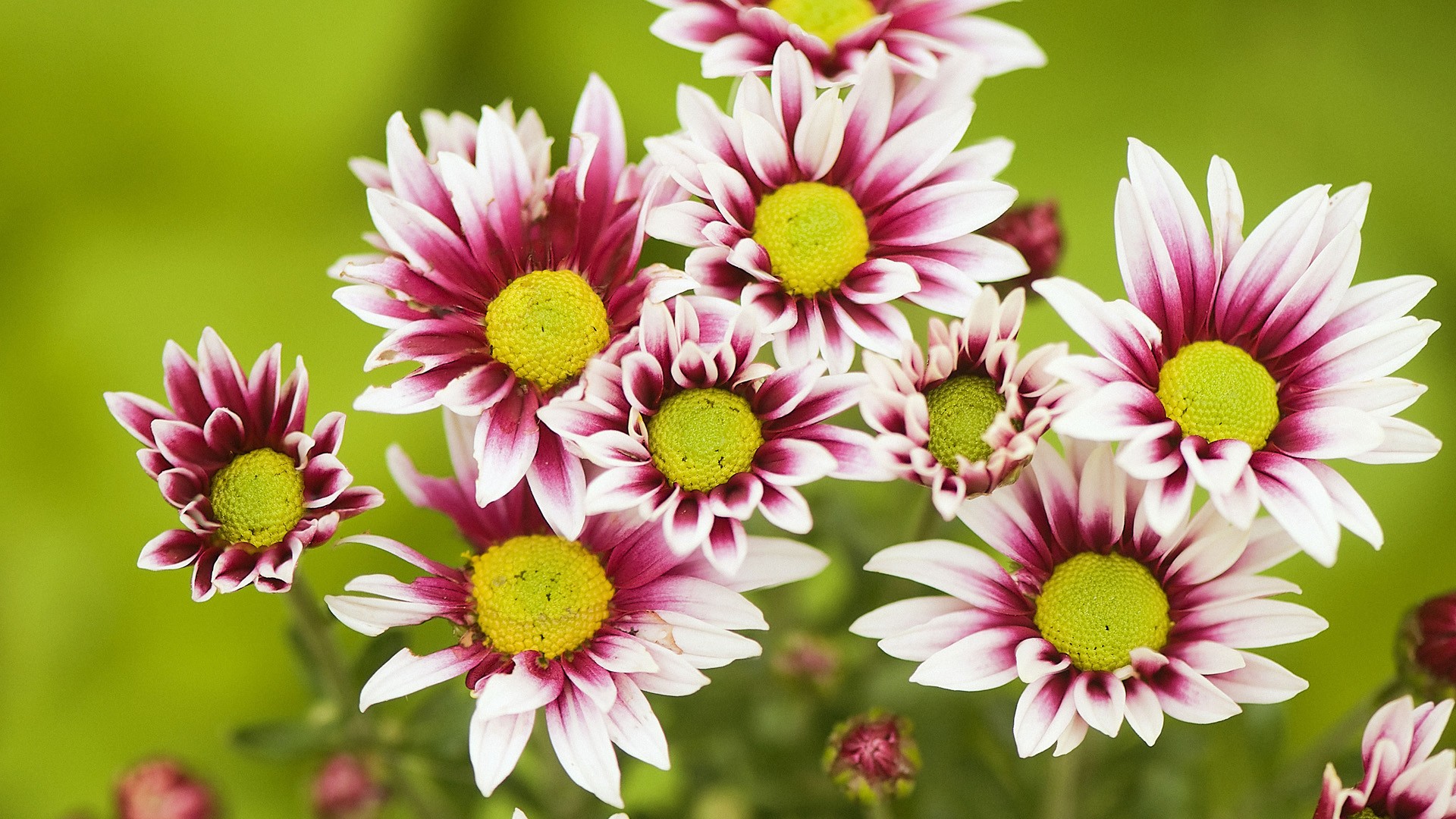 Free download wallpaper Flowers, Flower, Earth on your PC desktop