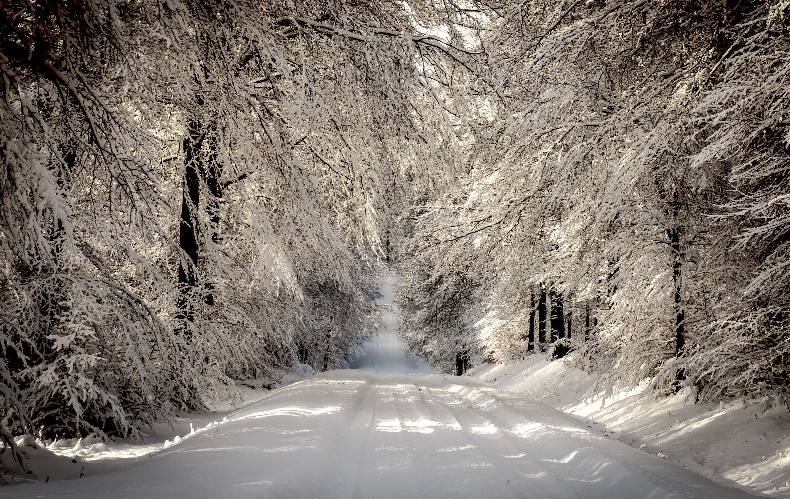 Скачать обои бесплатно Зима, Природа, Снег, Дорога, Лес, Дерево, Белый, Земля/природа картинка на рабочий стол ПК
