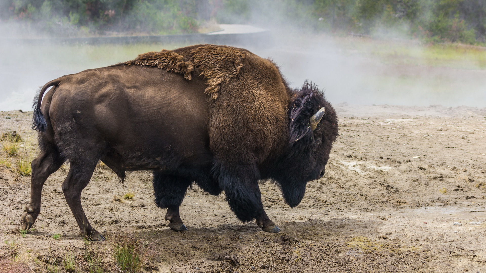 772839 télécharger le fond d'écran bison, animaux, bison d'amérique du nord - économiseurs d'écran et images gratuitement