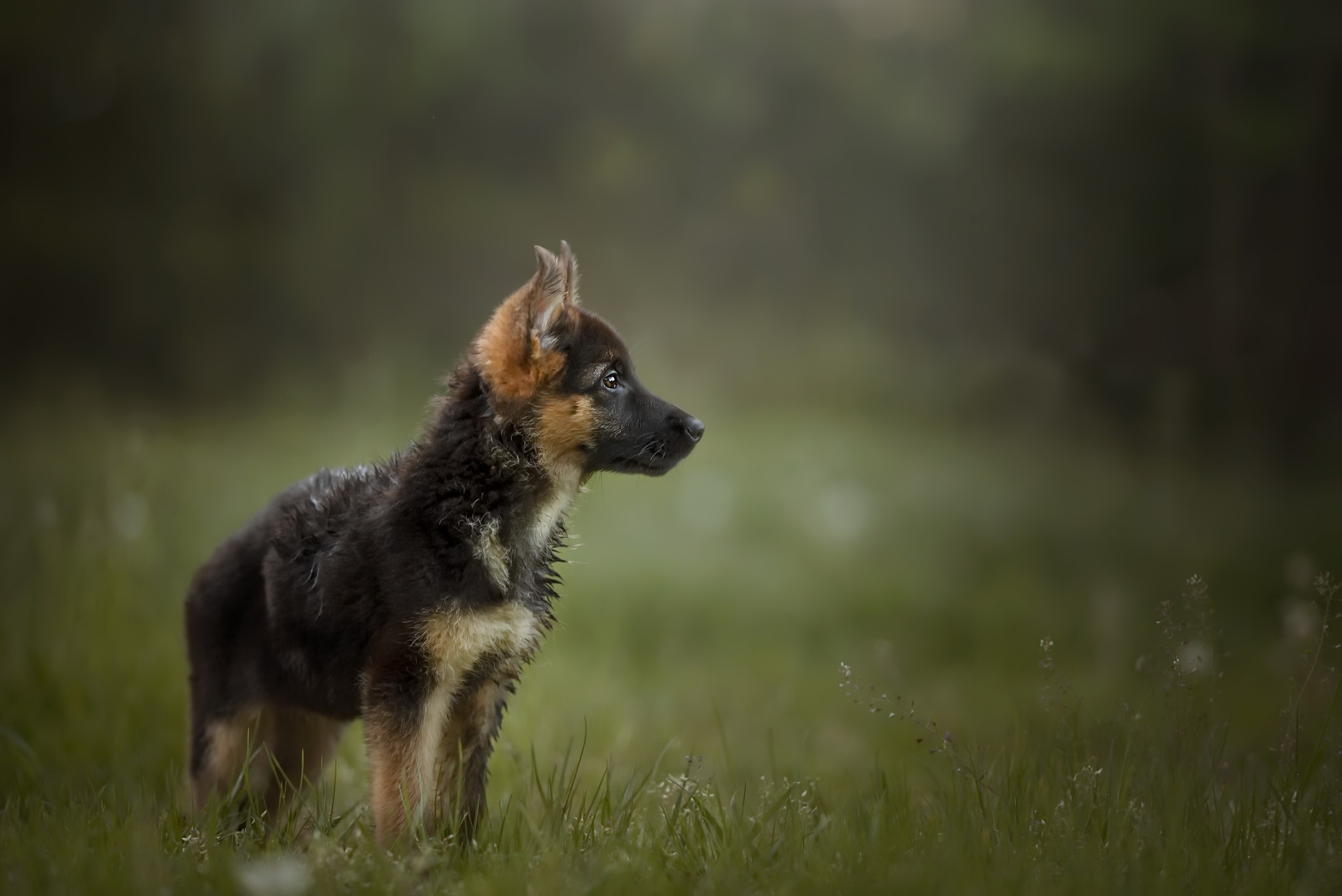 Free download wallpaper Dogs, Dog, Animal, Puppy, Baby Animal, Depth Of Field on your PC desktop