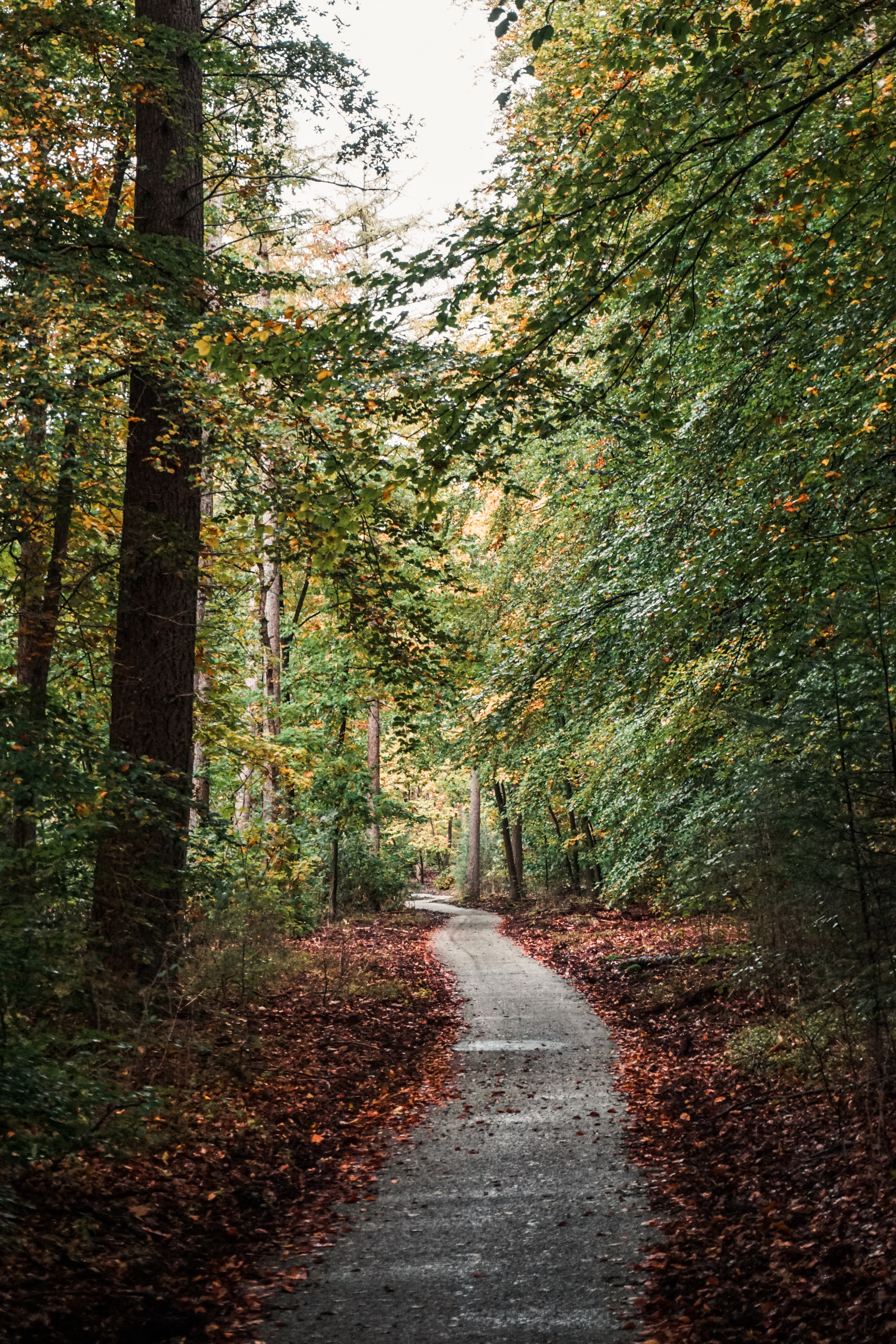 Handy-Wallpaper Wald, Pfad, Natur, Bäume, Herbst kostenlos herunterladen.