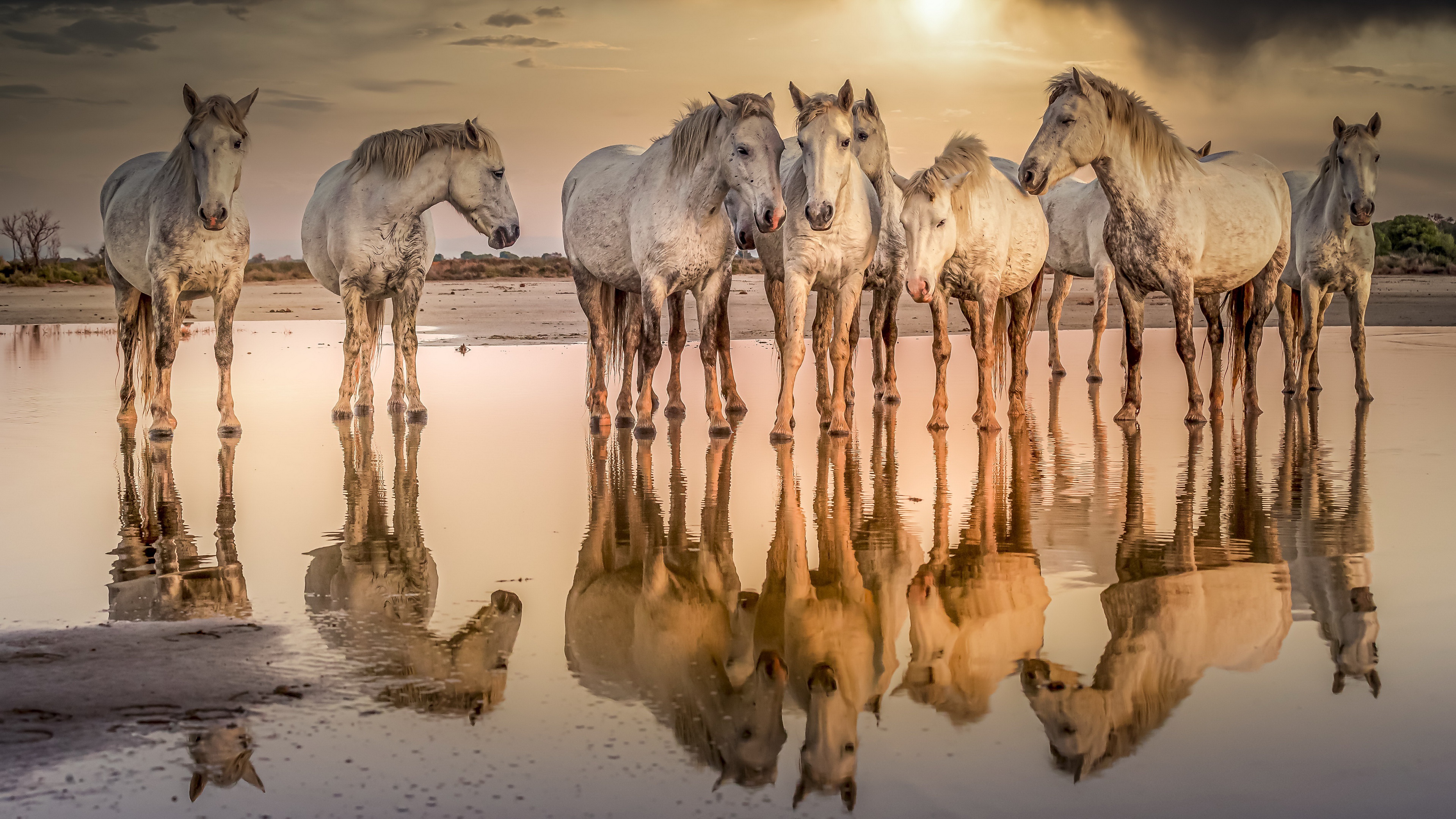 Free download wallpaper Water, Reflection, Animal, Horse on your PC desktop