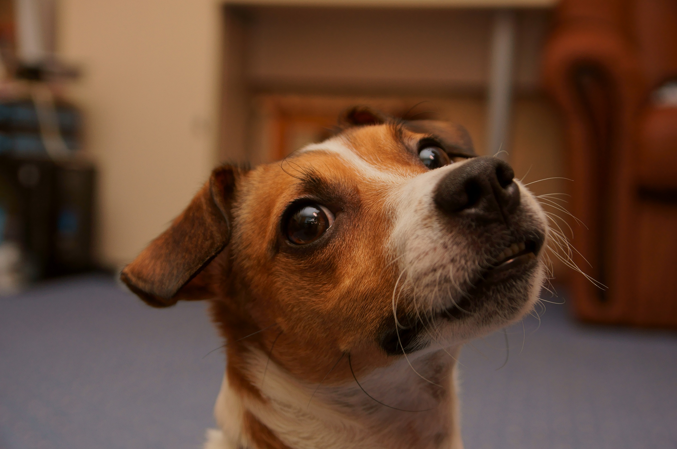 無料モバイル壁紙動物, 犬をダウンロードします。