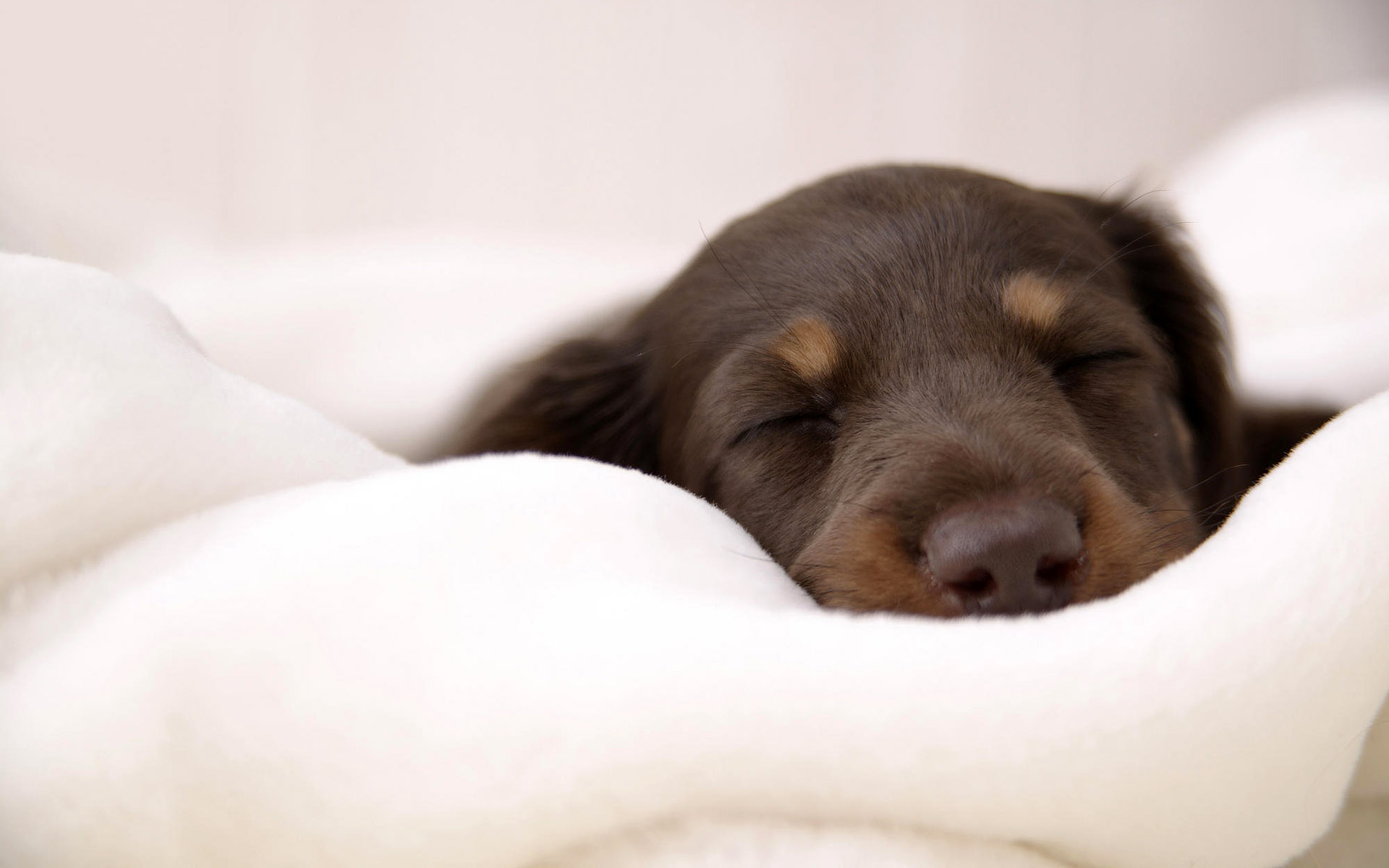 Téléchargez des papiers peints mobile Chiot, Chiens, Animaux gratuitement.