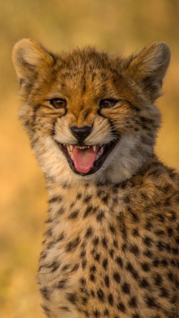 Handy-Wallpaper Tiere, Katzen, Gepard kostenlos herunterladen.