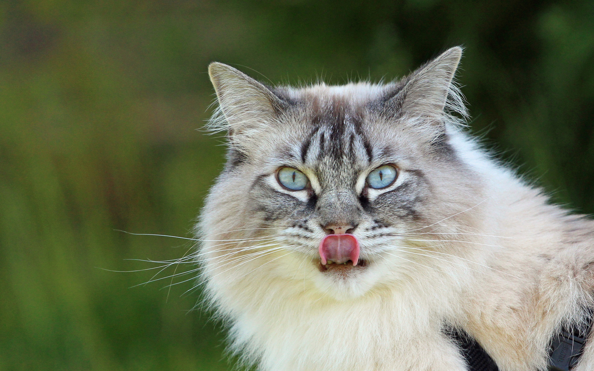 Laden Sie das Tiere, Katzen, Katze-Bild kostenlos auf Ihren PC-Desktop herunter