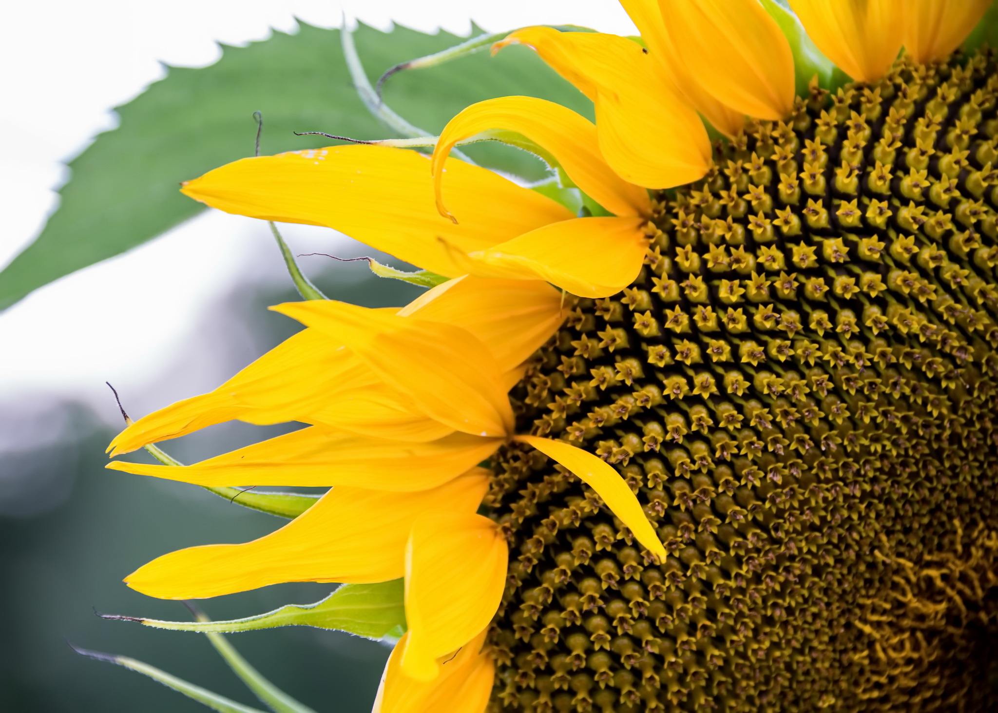 Download mobile wallpaper Flowers, Flower, Close Up, Earth, Sunflower, Yellow Flower for free.