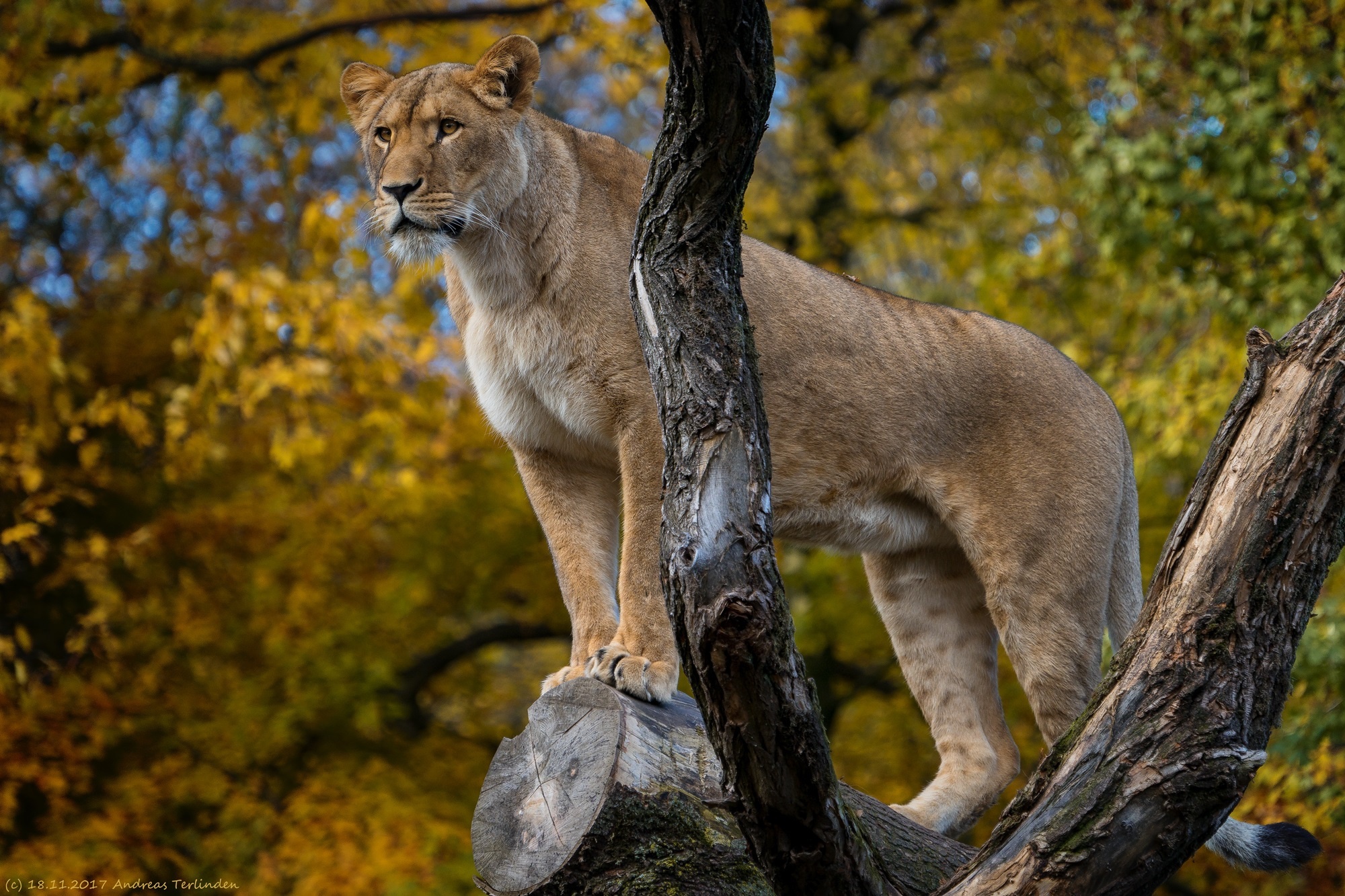 PCデスクトップに動物, ライオン, 猫, 被写界深度画像を無料でダウンロード