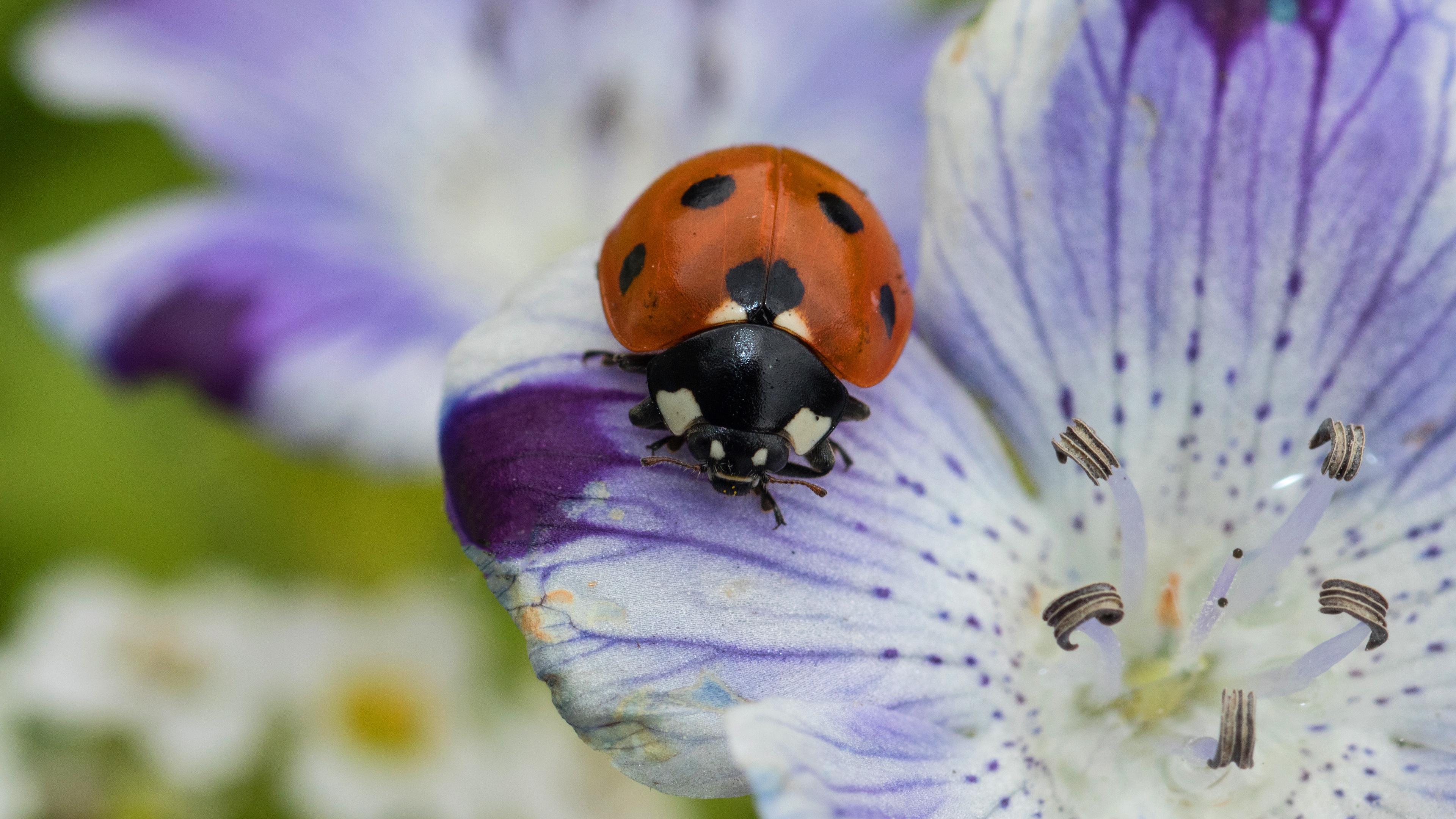 Free download wallpaper Flower, Macro, Animal, Ladybug, Beetle on your PC desktop