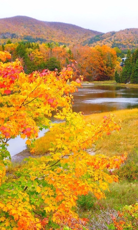 Скачать картинку Пейзаж, Река, Осень, Лес, Земля, Падать, Земля/природа в телефон бесплатно.