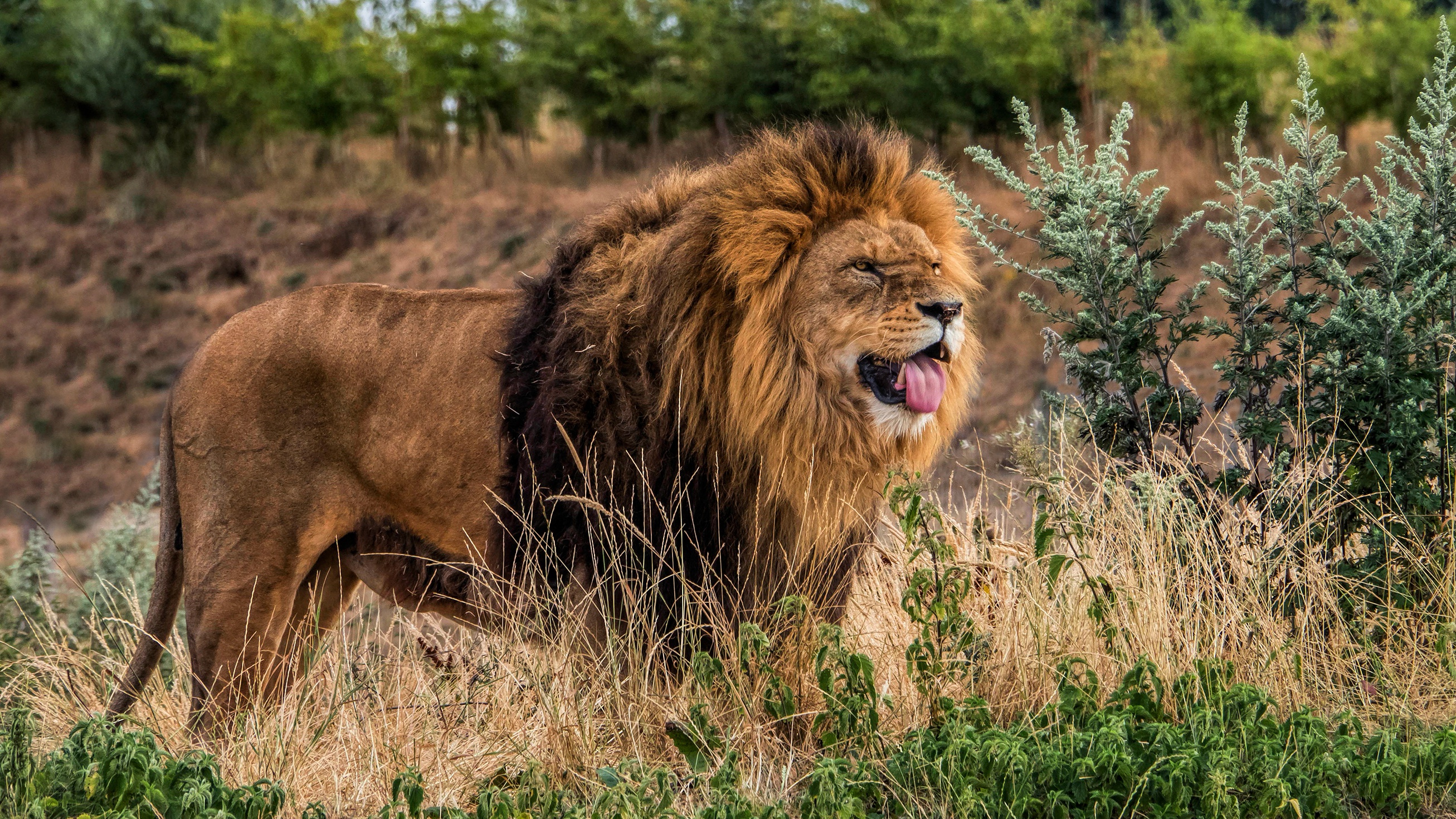 Téléchargez gratuitement l'image Lion, Chats, Animaux sur le bureau de votre PC