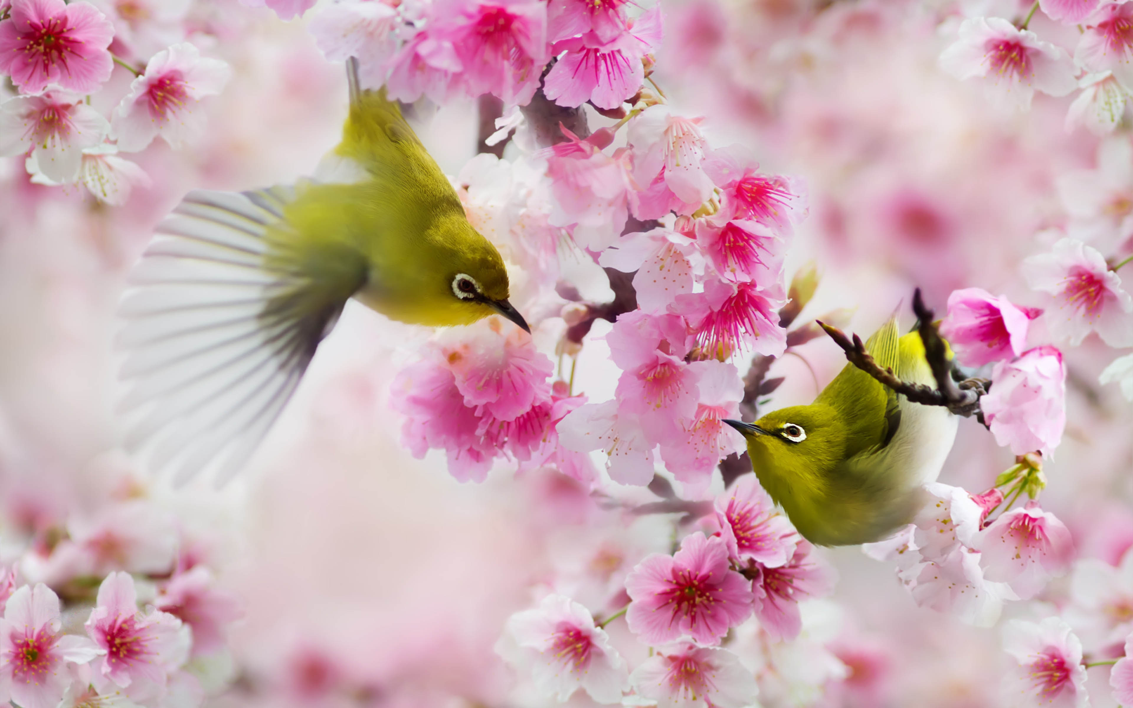 466121 baixar papel de parede animais, olho branco japonês, pássaro, aves - protetores de tela e imagens gratuitamente