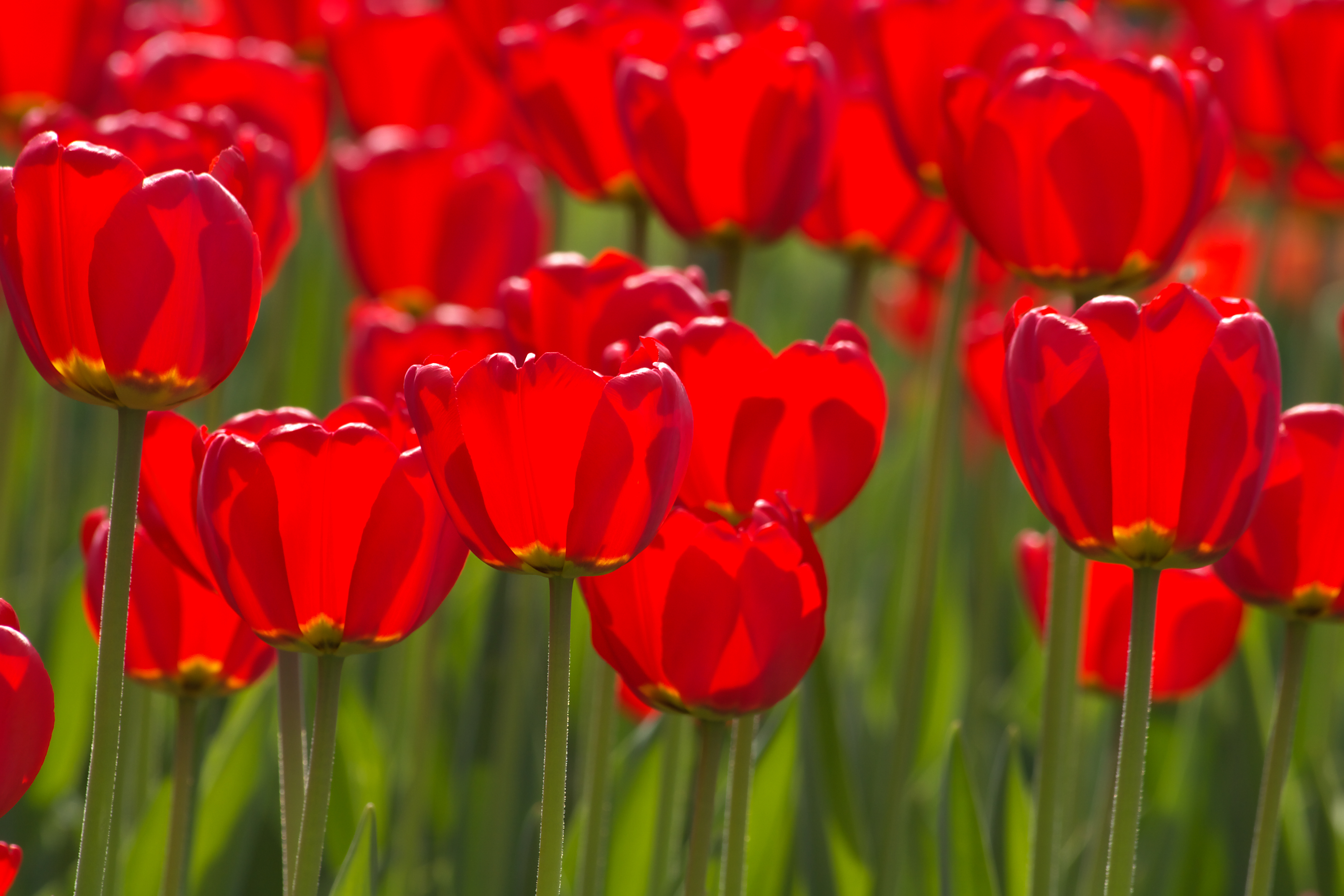 Téléchargez gratuitement l'image Tulipe, Fleurs, Fleur, Terre/nature sur le bureau de votre PC