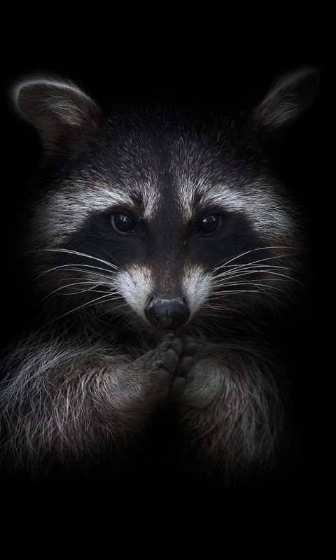 Download mobile wallpaper Animal, Raccoon for free.