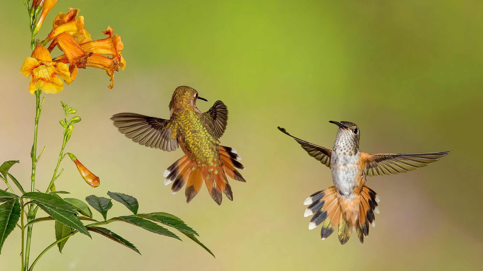 無料モバイル壁紙動物, 鳥, 花, ハチドリ, オレンジフラワーをダウンロードします。