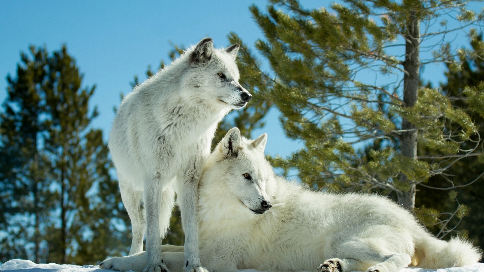 無料モバイル壁紙動物, 狼, 白いオオカミをダウンロードします。