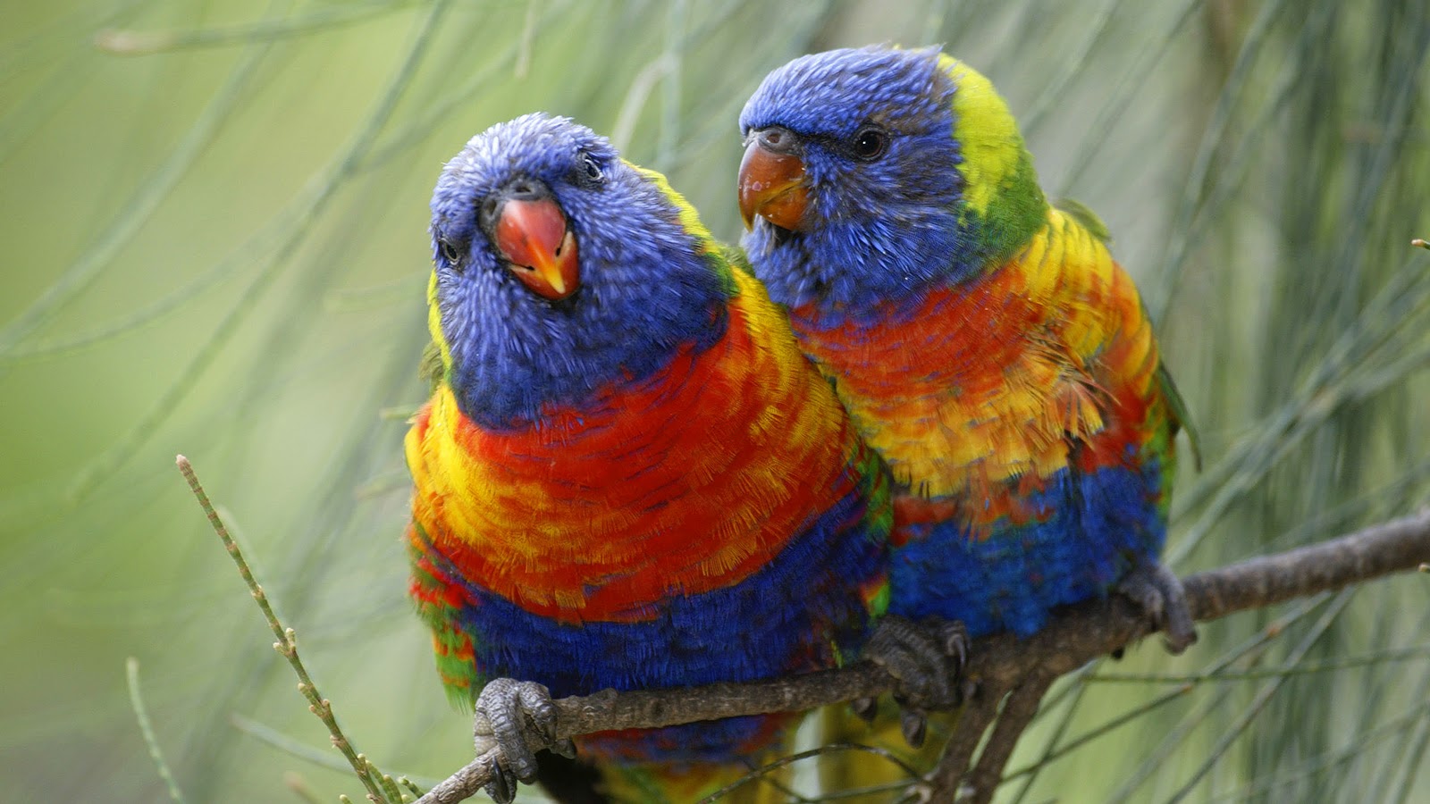 186182 descargar fondo de pantalla animales, loro arcoiris, aves: protectores de pantalla e imágenes gratis