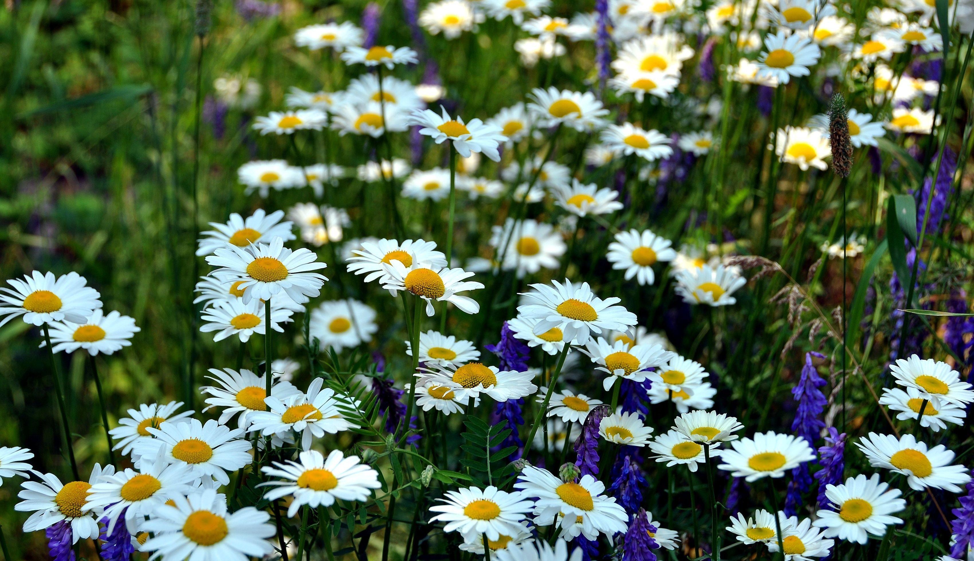 Mobile wallpaper grass, blur, flowers, summer, camomile, smooth, greens, polyana, glade
