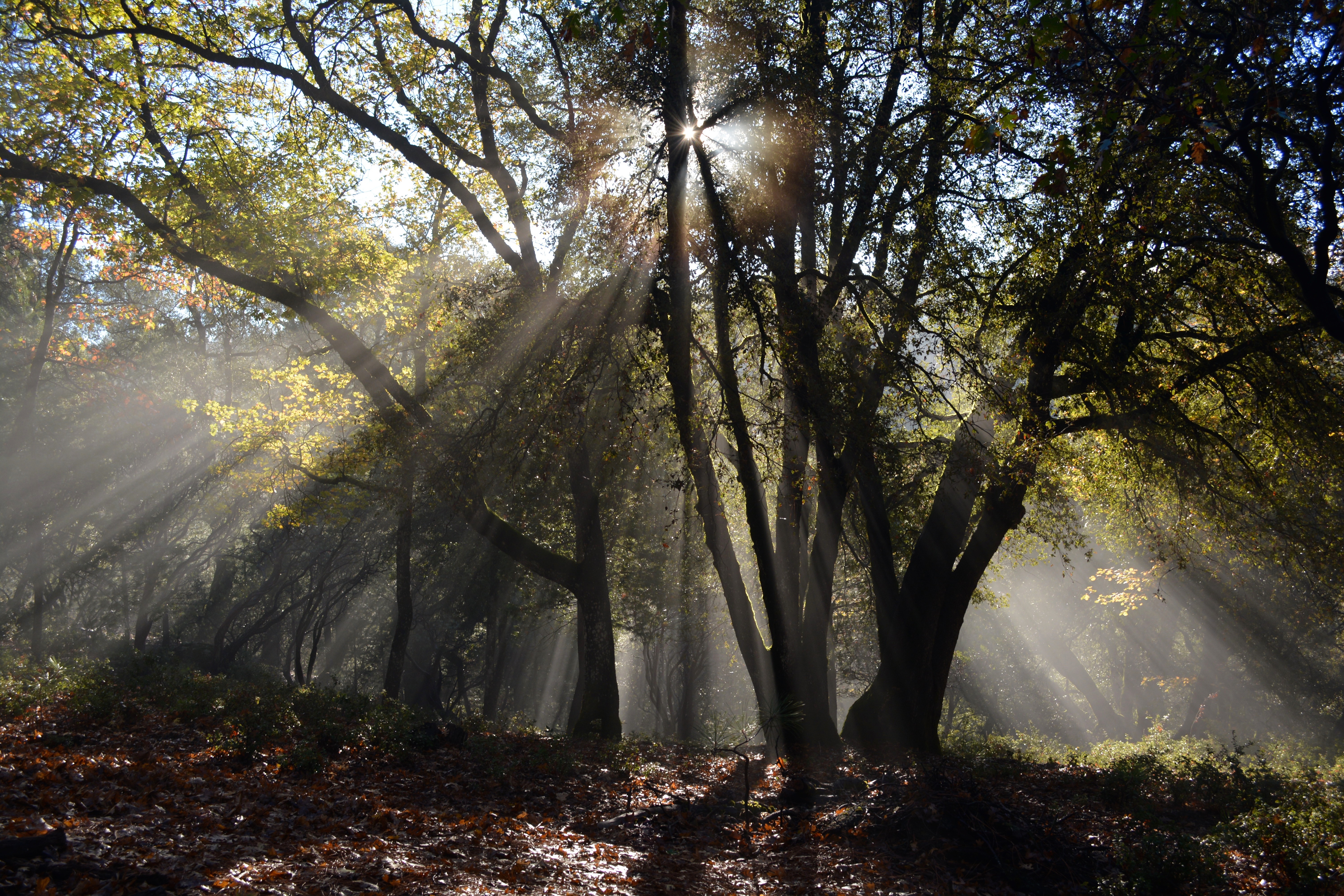 Free download wallpaper Nature, Tree, Earth, Sunbeam on your PC desktop