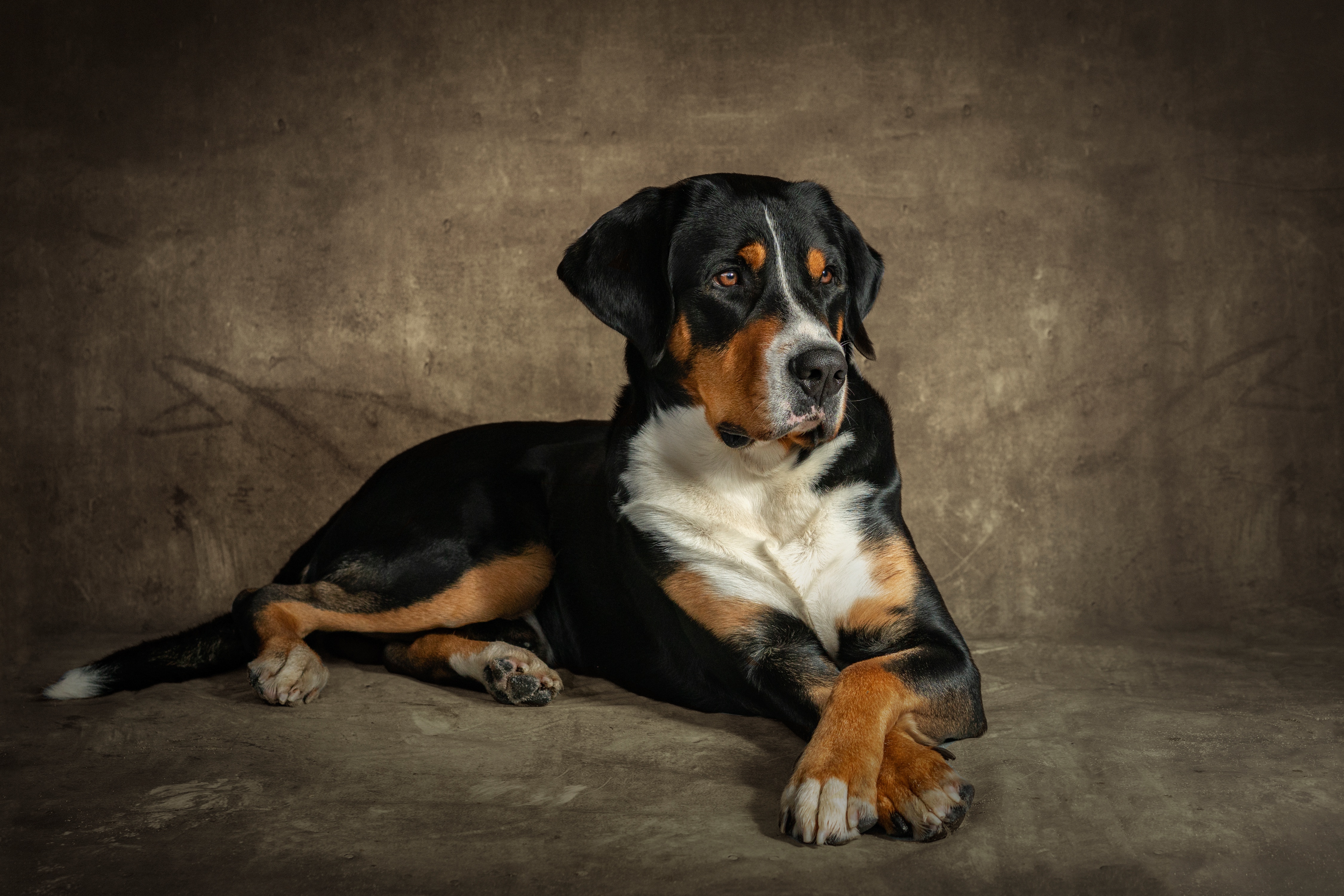 Télécharger des fonds d'écran Appenzellois Sennenhund HD