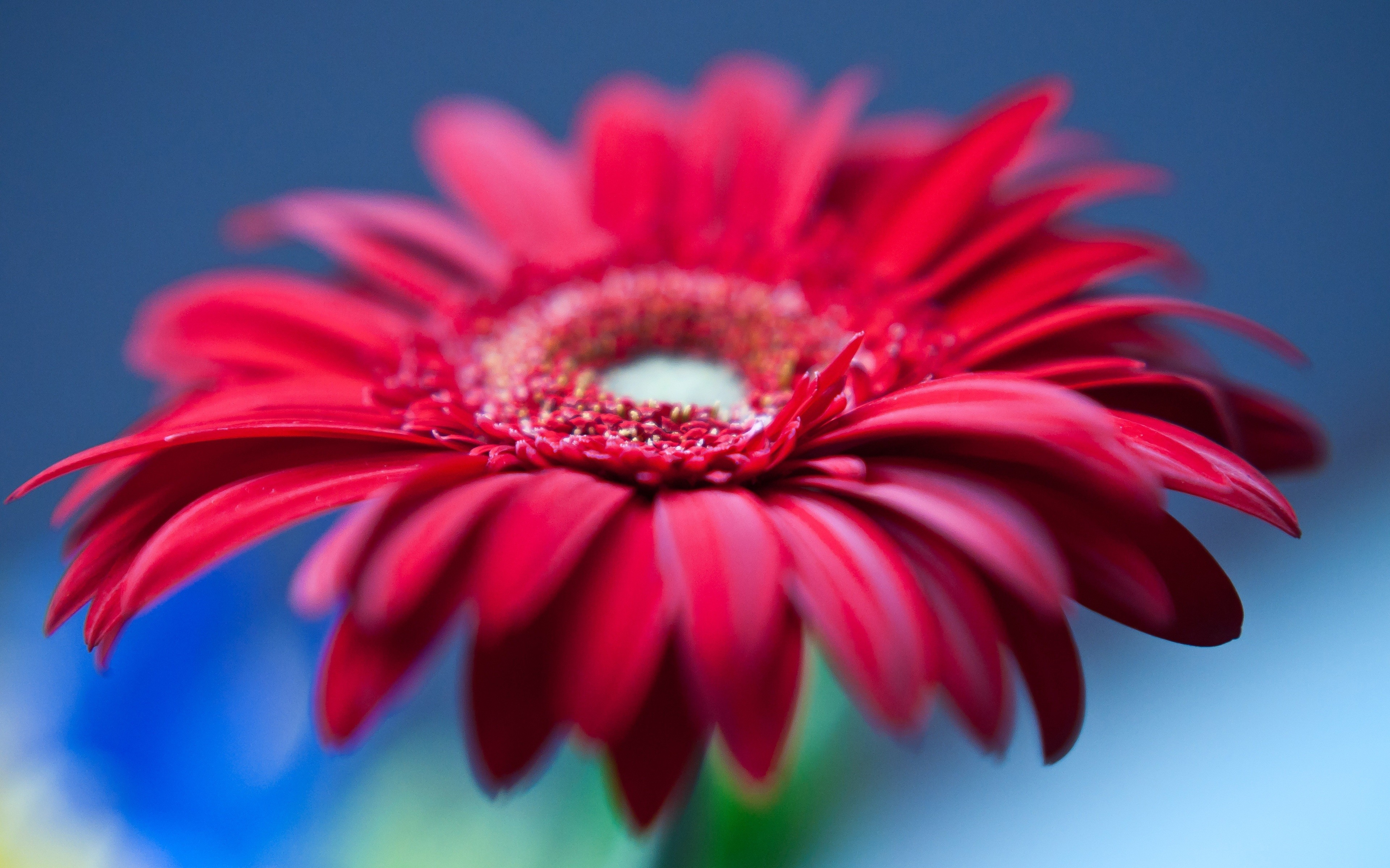 Free download wallpaper Flowers, Flower, Macro, Earth, Gerbera, Daisy on your PC desktop