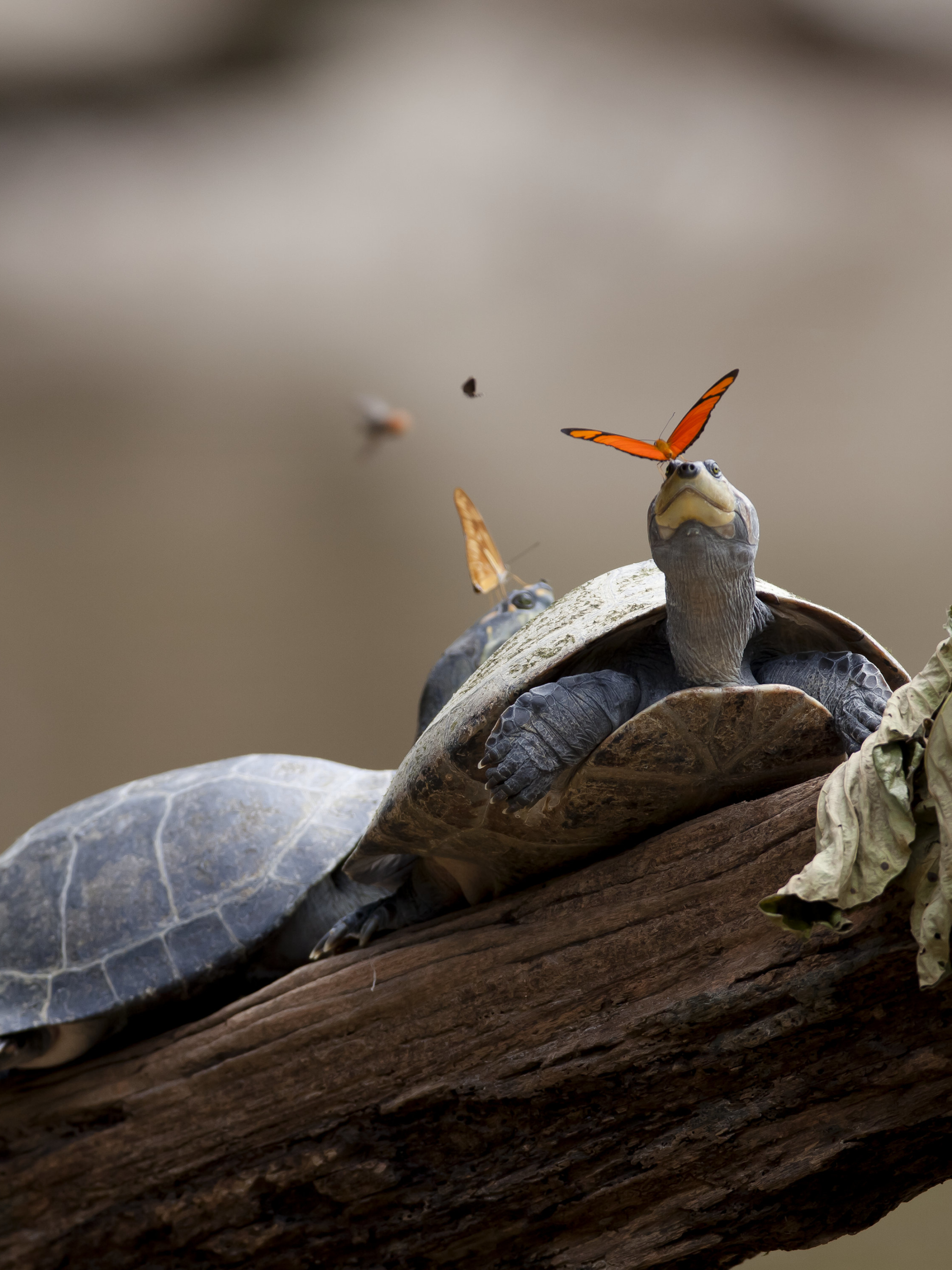 Download mobile wallpaper Turtles, Butterfly, Animal, Turtle for free.