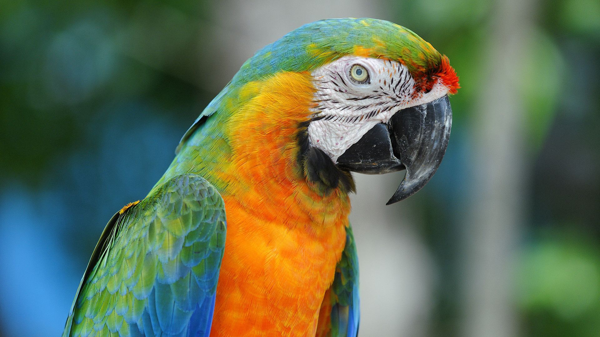 Download mobile wallpaper Animals, Beak, Motley, Multicolored, Parrots for free.